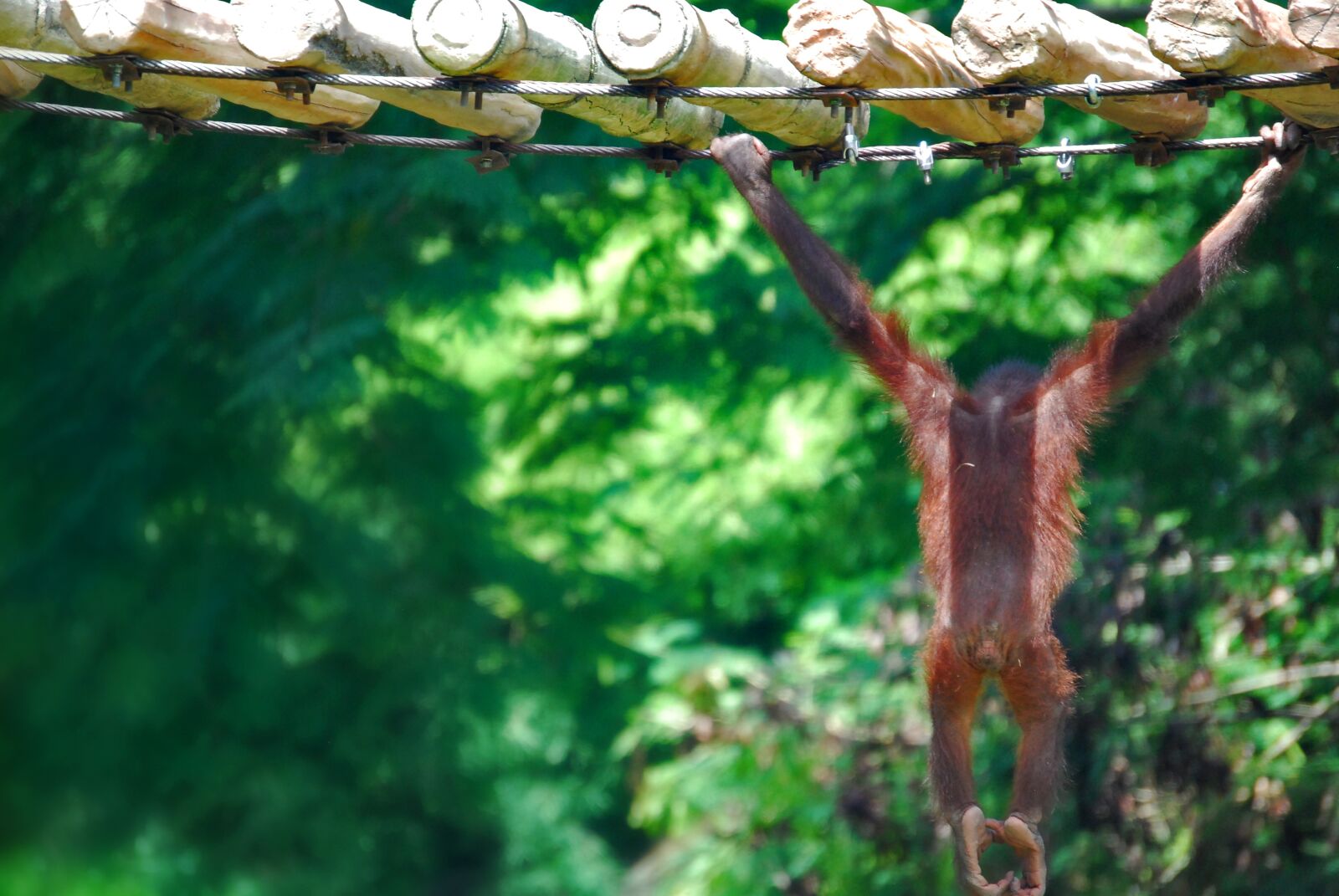 Nikon D60 sample photo. Monkey, animal, zoo photography