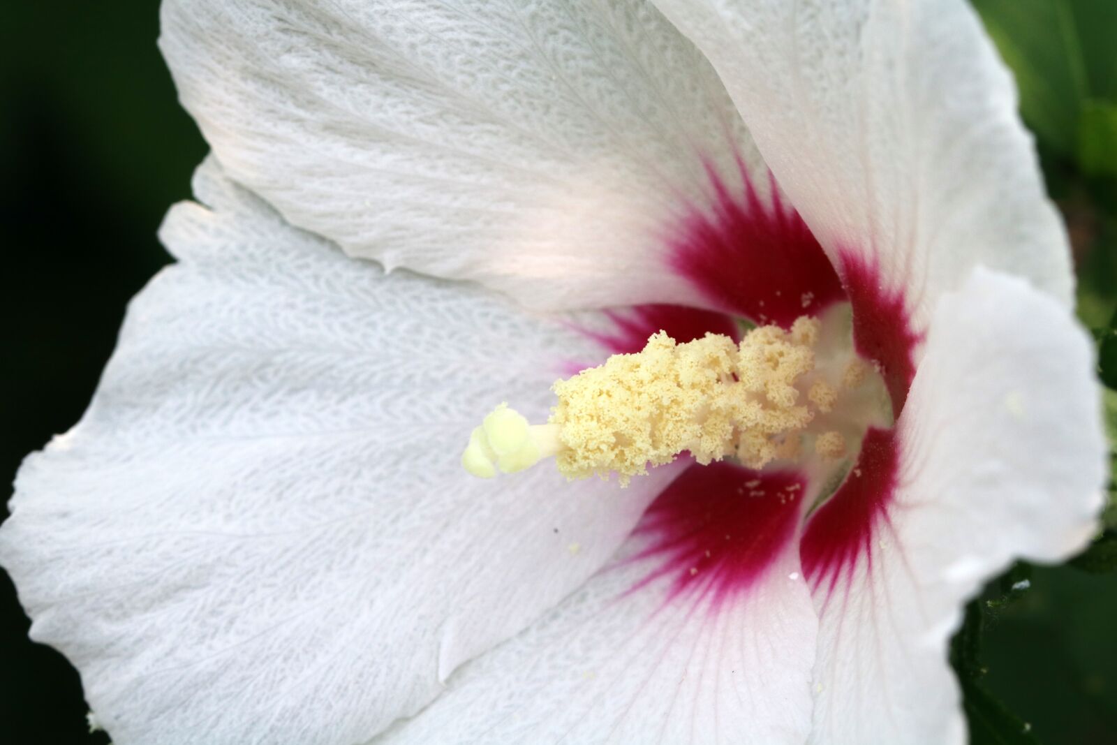 Canon EOS 750D (EOS Rebel T6i / EOS Kiss X8i) sample photo. Rose of sharon, flowers photography