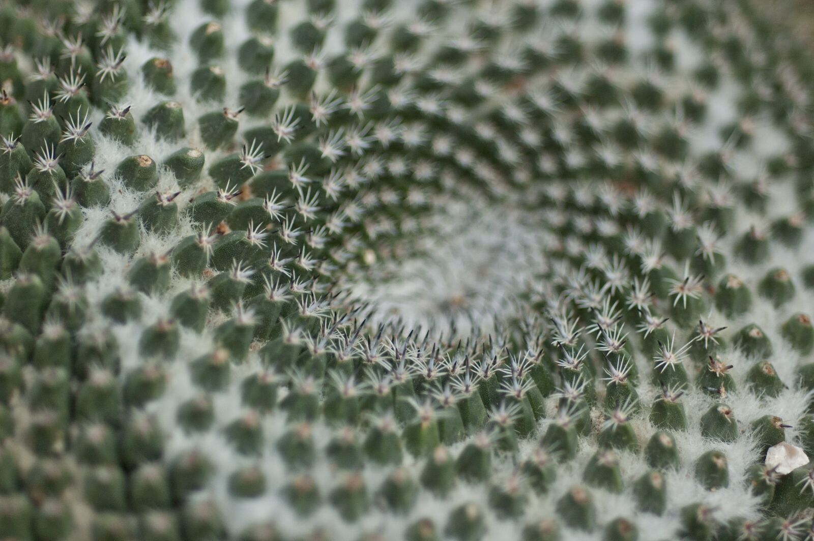 Nikon D70s sample photo. Cactus, nature, symmetry photography