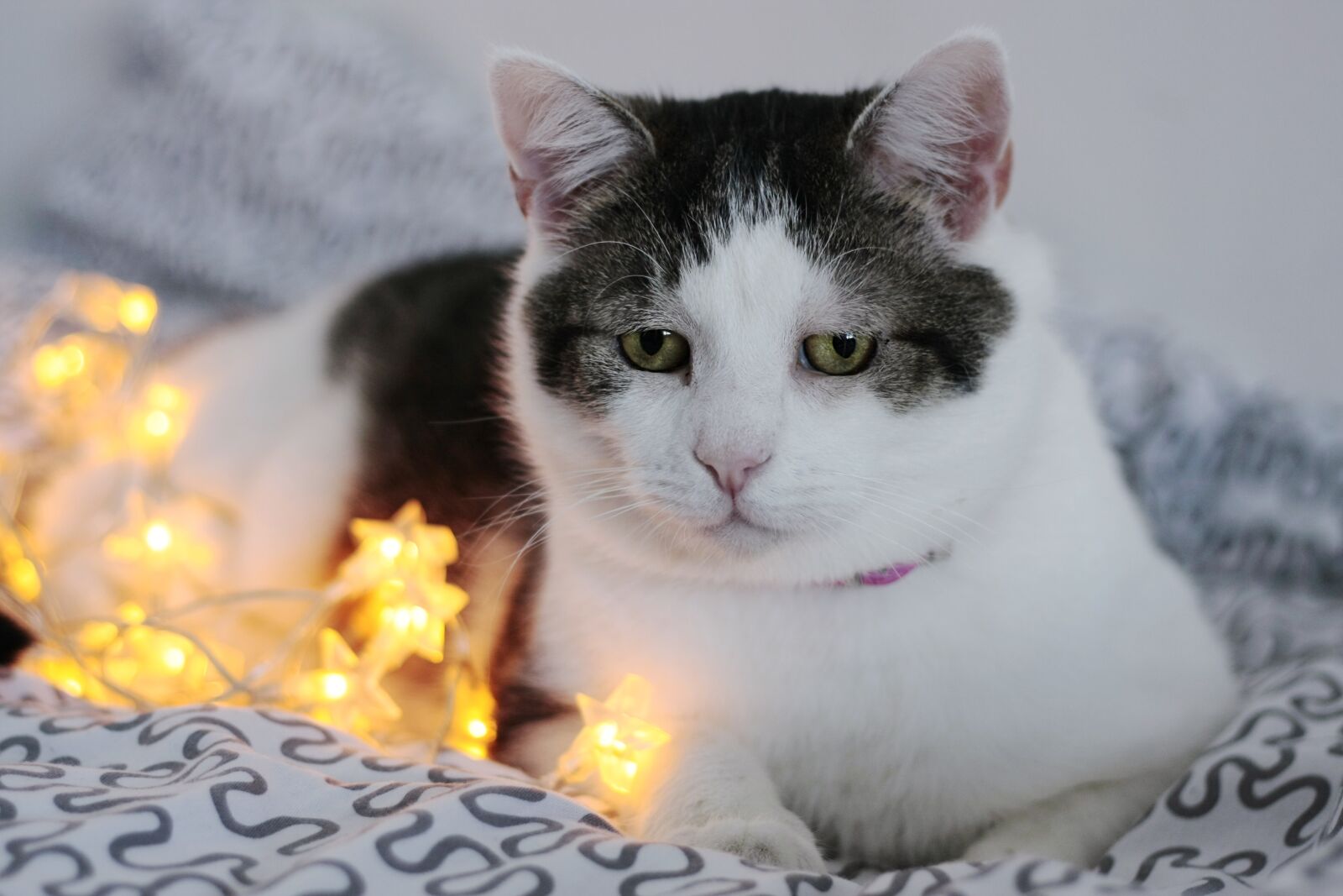 Canon EOS 40D sample photo. Charming, animals, cat photography