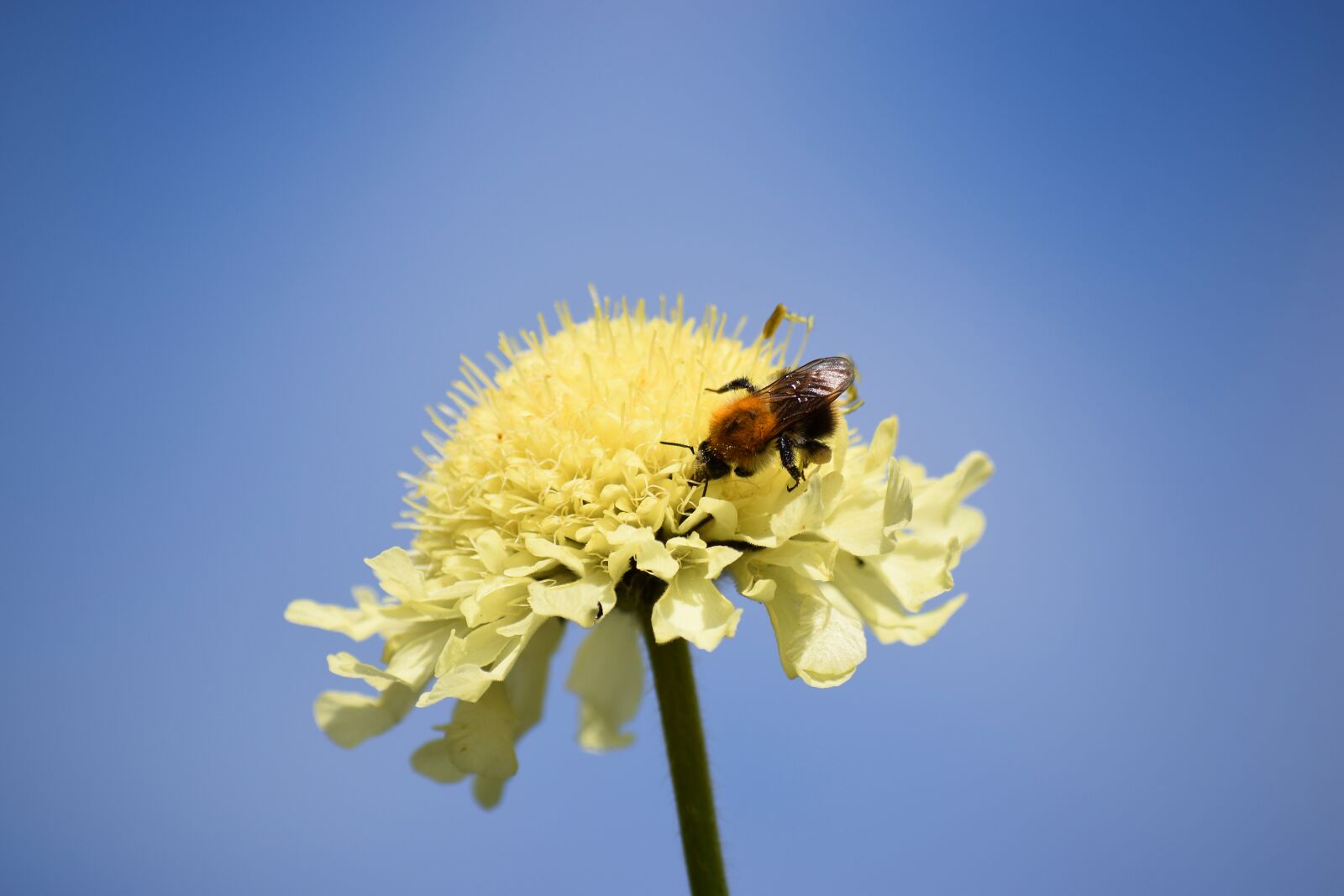 Nikon D5300 sample photo. Hummel, insect, nature photography