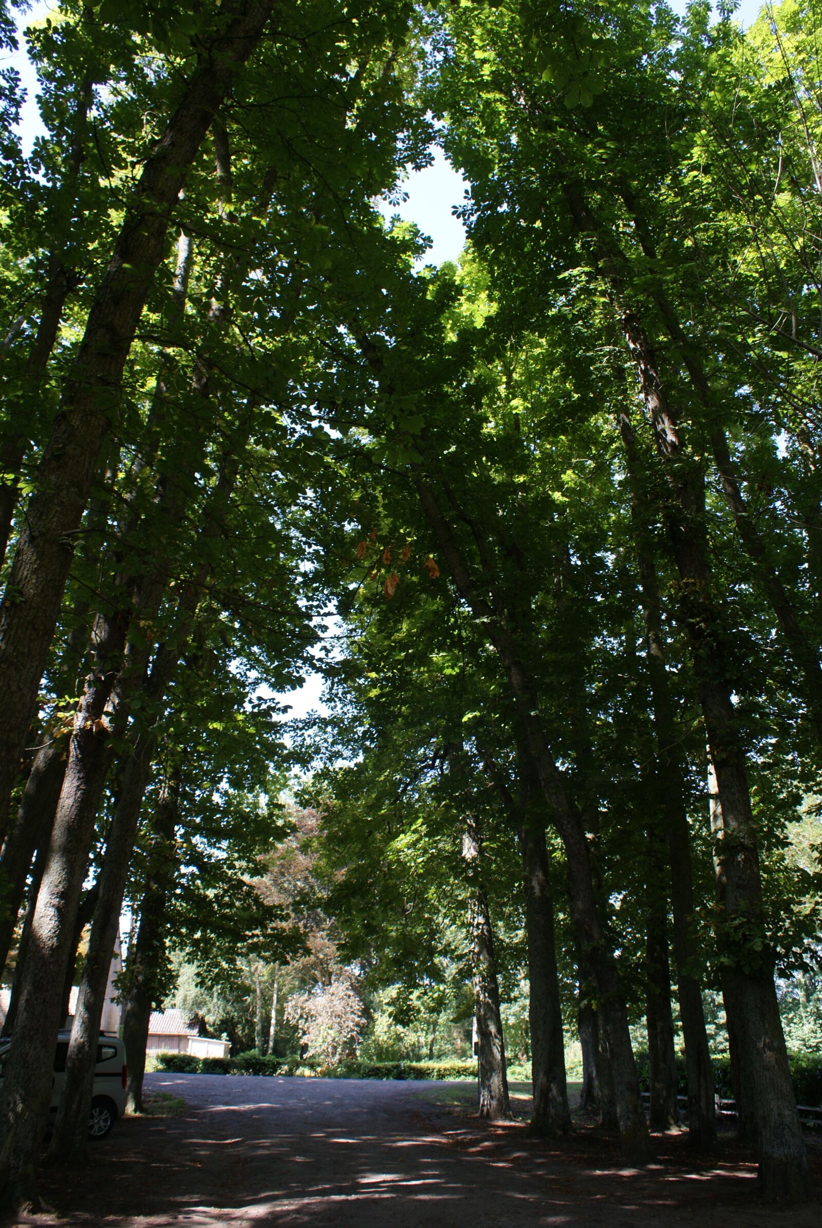 Sony Alpha DSLR-A200 sample photo. Trees, allee, nature photography
