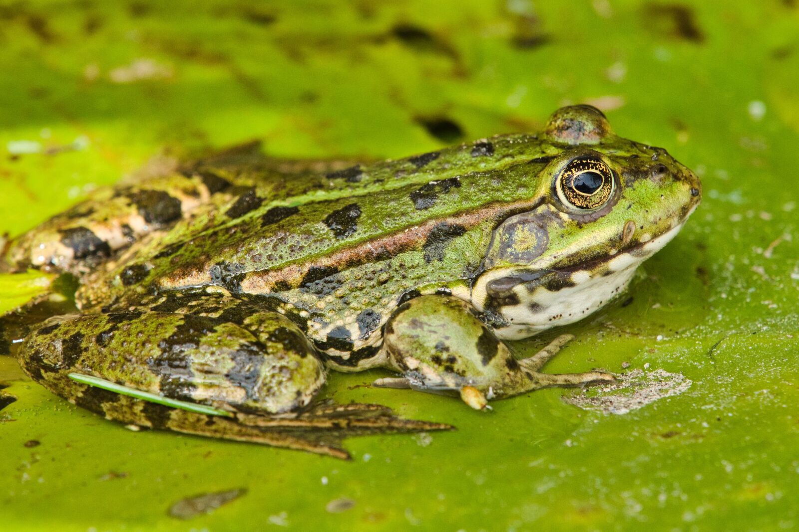 Panasonic Lumix DC-G9 sample photo. Frog, macro, water-frog photography