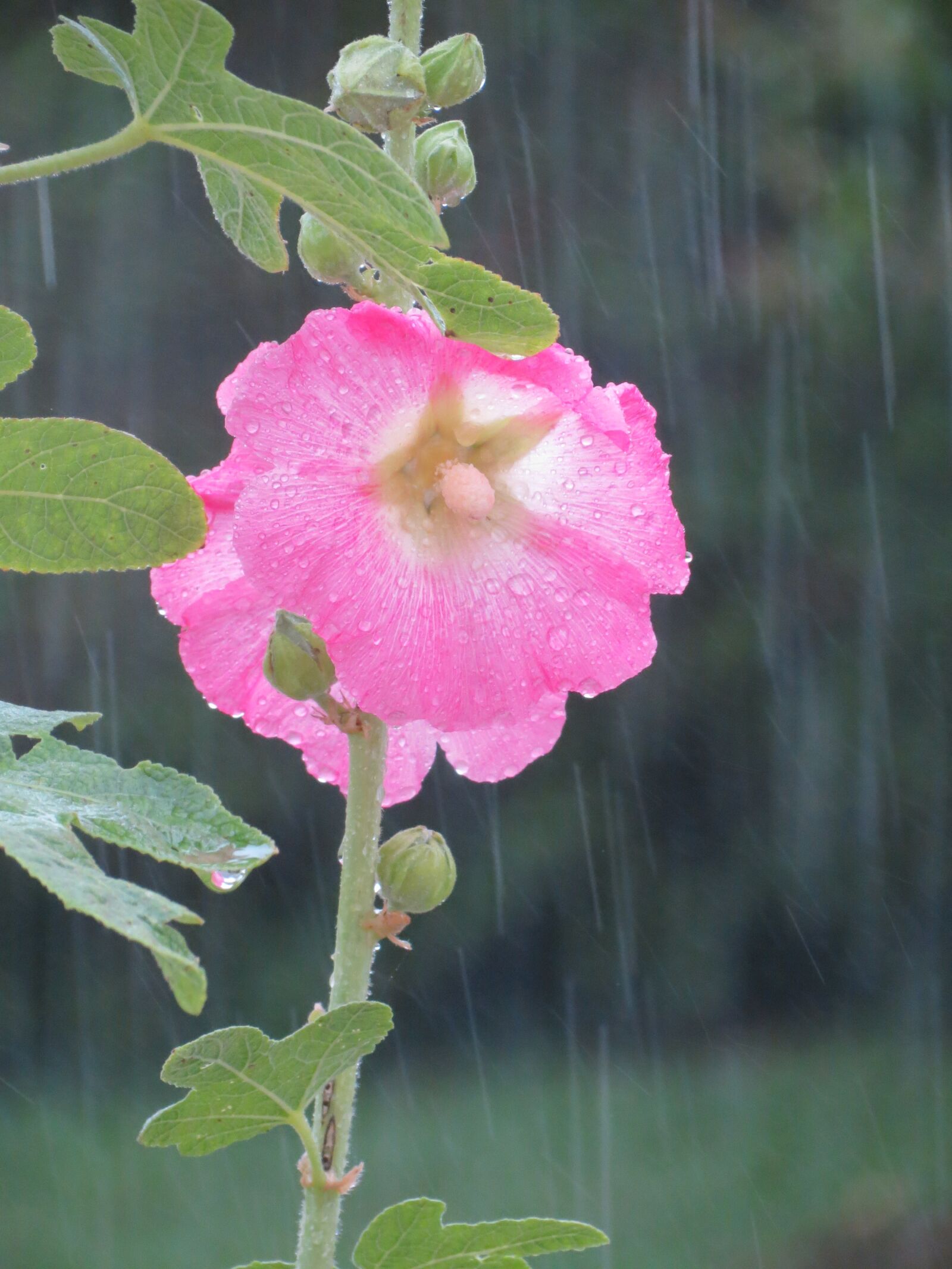 Canon PowerShot SX40 HS sample photo. Hollyhock, summer, rain photography