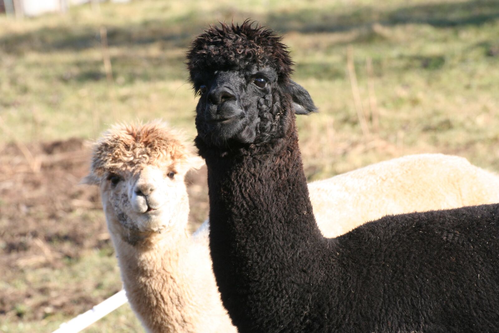 Canon EOS 350D (EOS Digital Rebel XT / EOS Kiss Digital N) sample photo. Alpaca, lama, animal photography