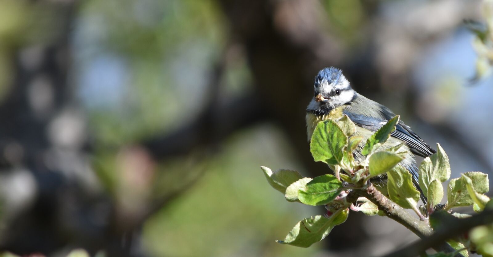 Nikon D3500 sample photo. Bird, blue tit, songbird photography