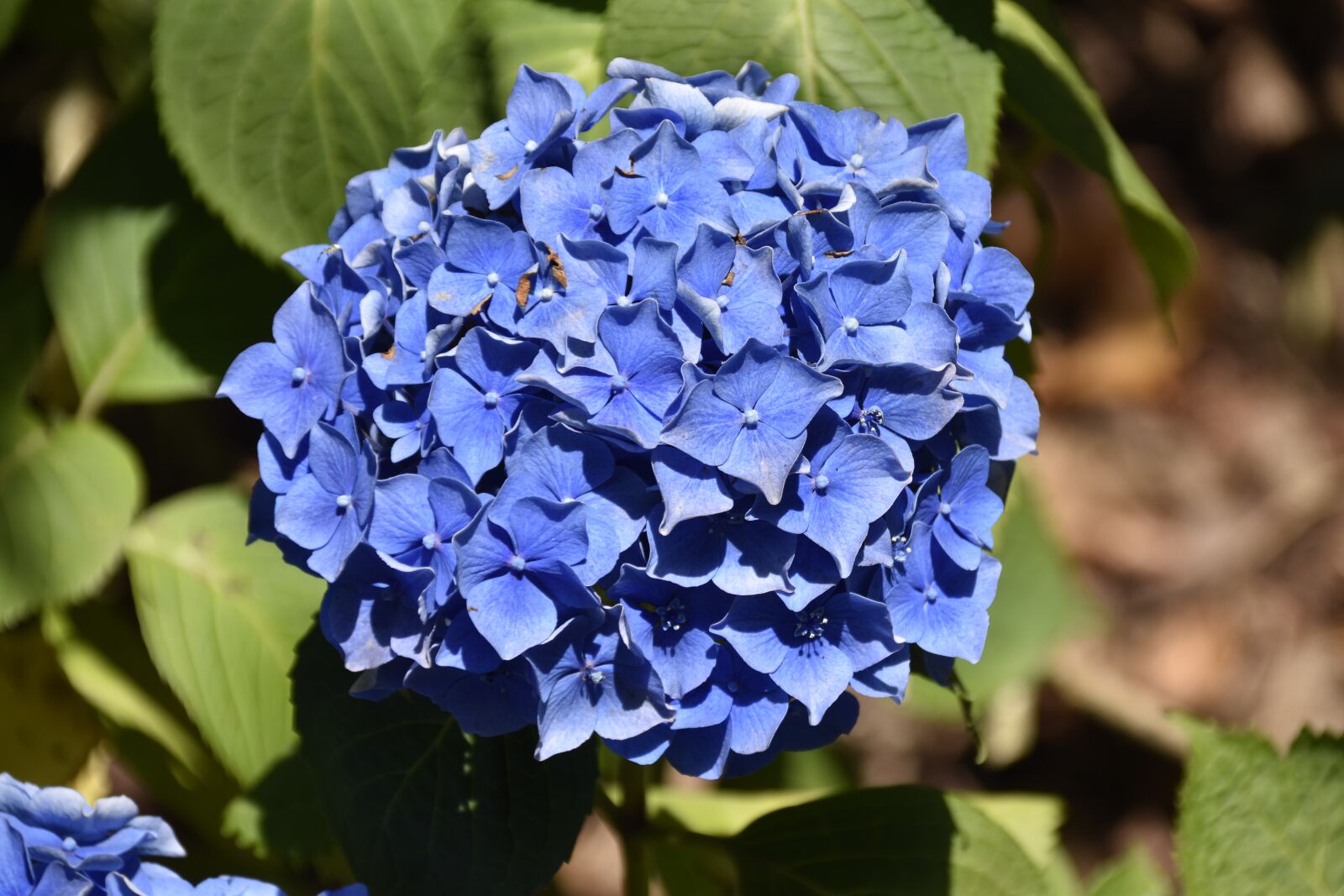 Nikon D5600 sample photo. Flower, flower hydrangea, nature photography