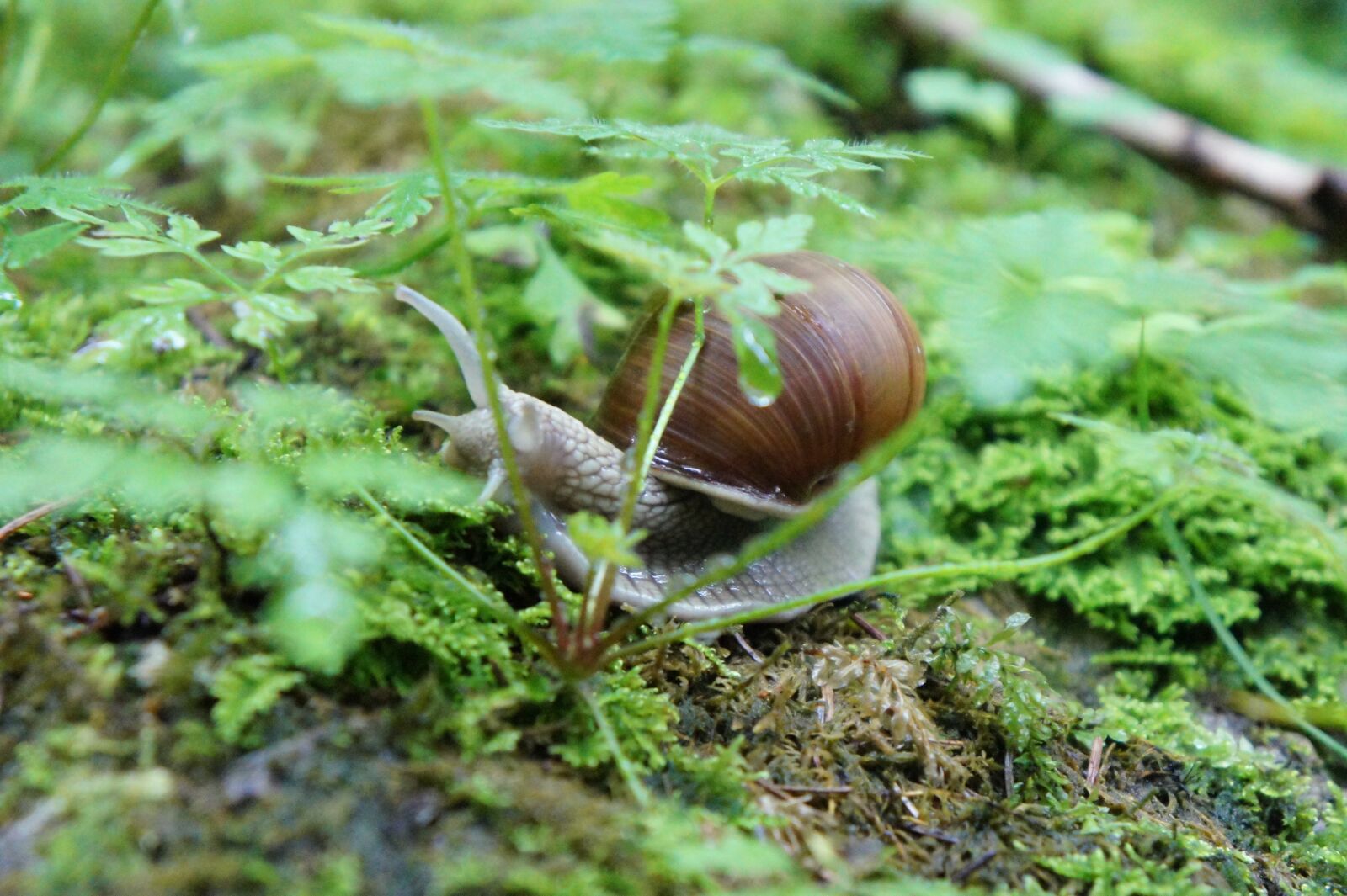 Sony Alpha NEX-5 + Sony E 18-55mm F3.5-5.6 OSS sample photo. Snail, animal, shell photography