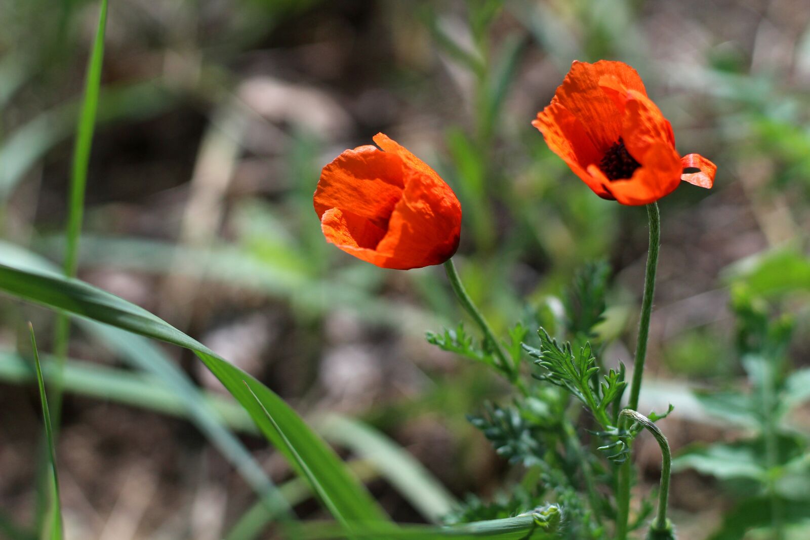 Canon EOS 1200D (EOS Rebel T5 / EOS Kiss X70 / EOS Hi) sample photo. Wild poppies, poppies, flower photography