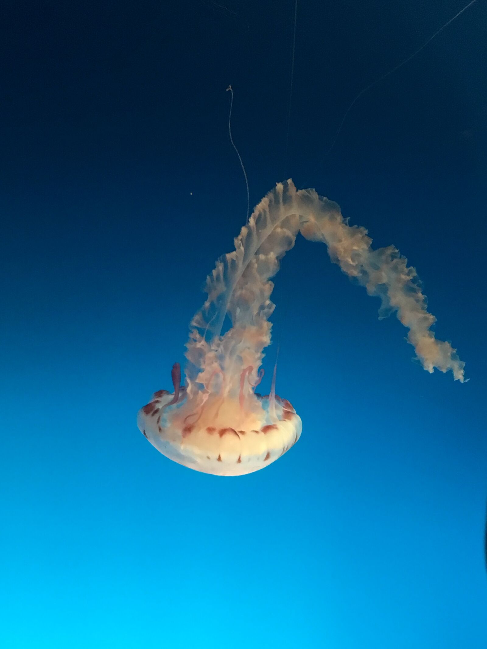 Apple iPhone 6s sample photo. Jellyfish, sea, life photography