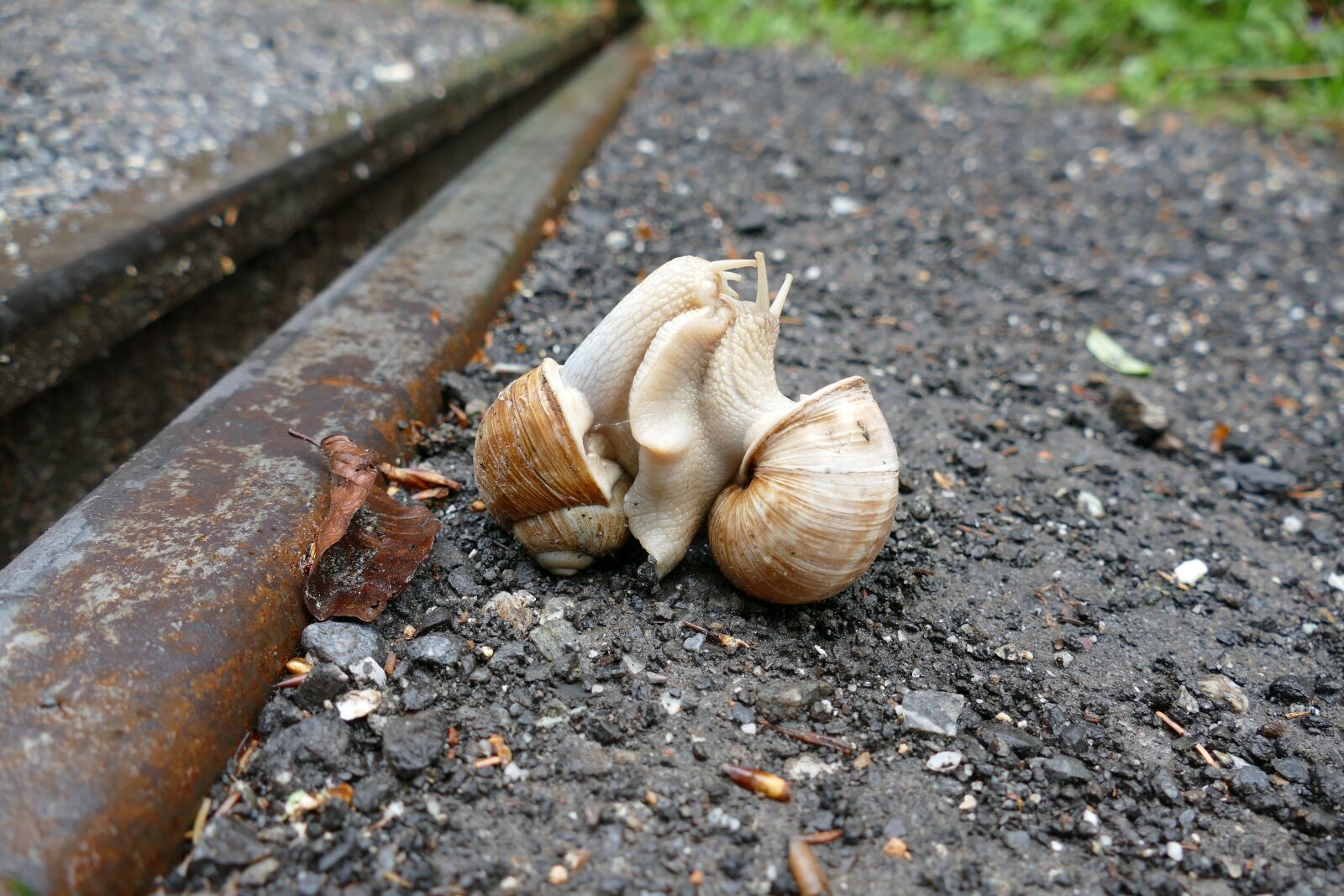 Panasonic Lumix DMC-FZ1000 sample photo. Snail, copulation, pairing photography