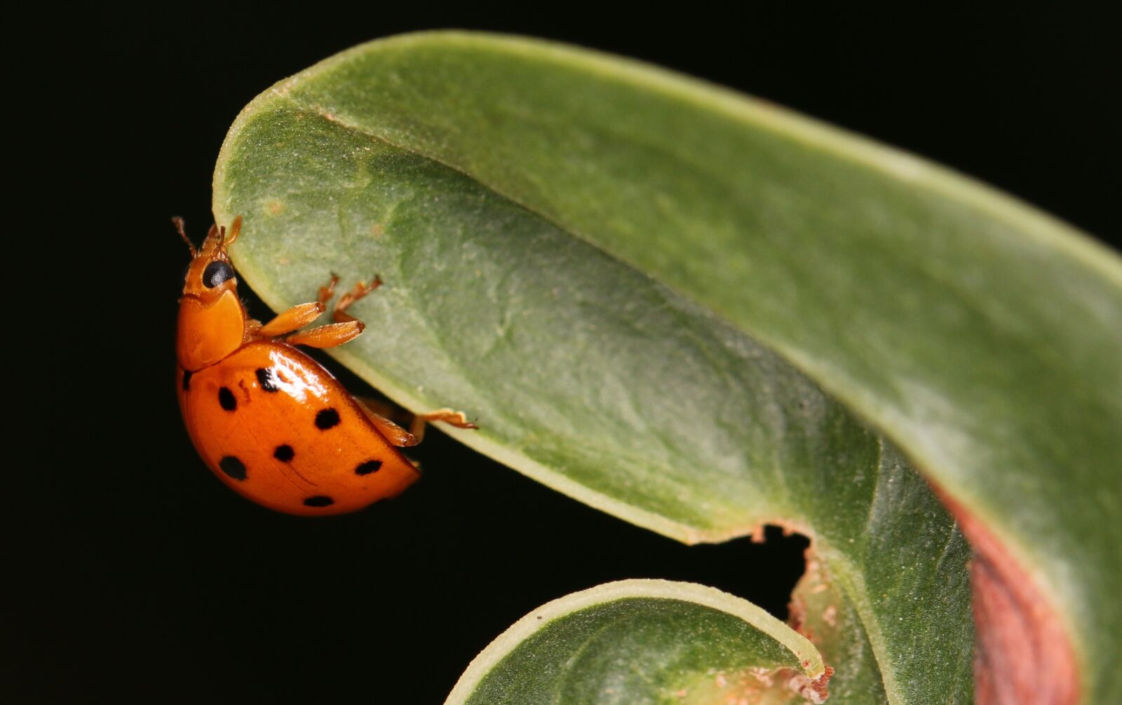 Canon EOS 70D sample photo. Nature, biology, leaf photography