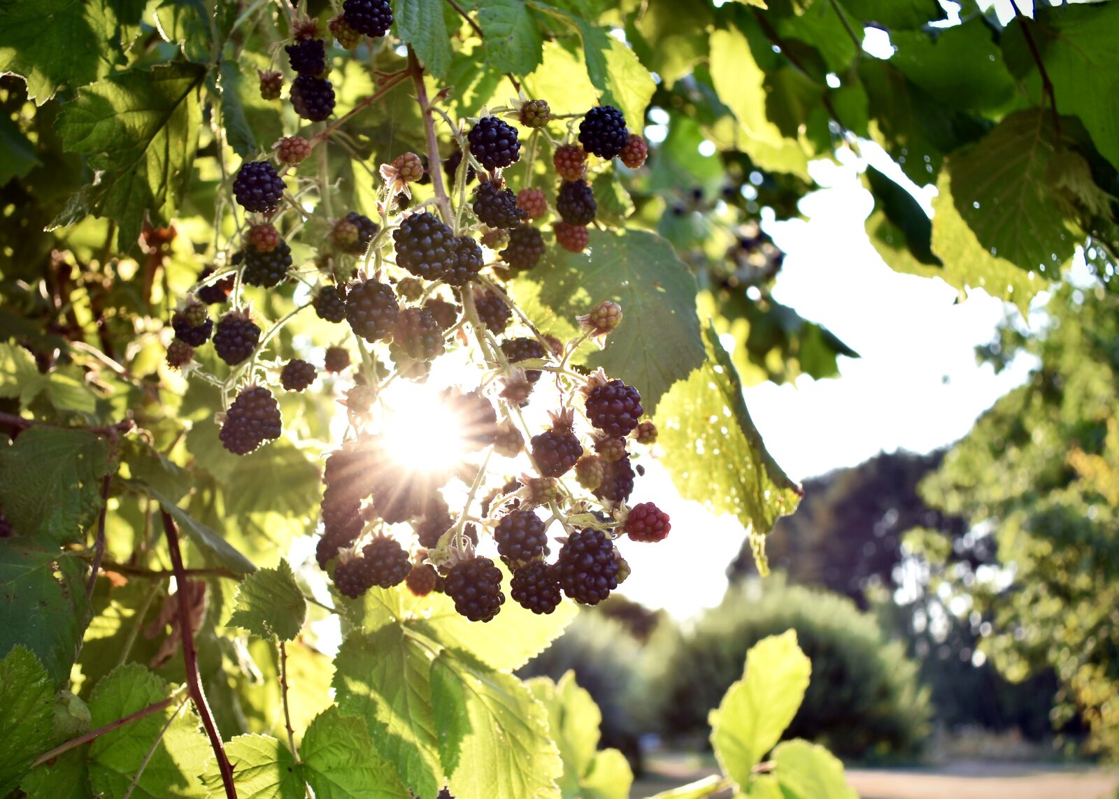Nikon D3400 sample photo. Sun, berries, leaves photography