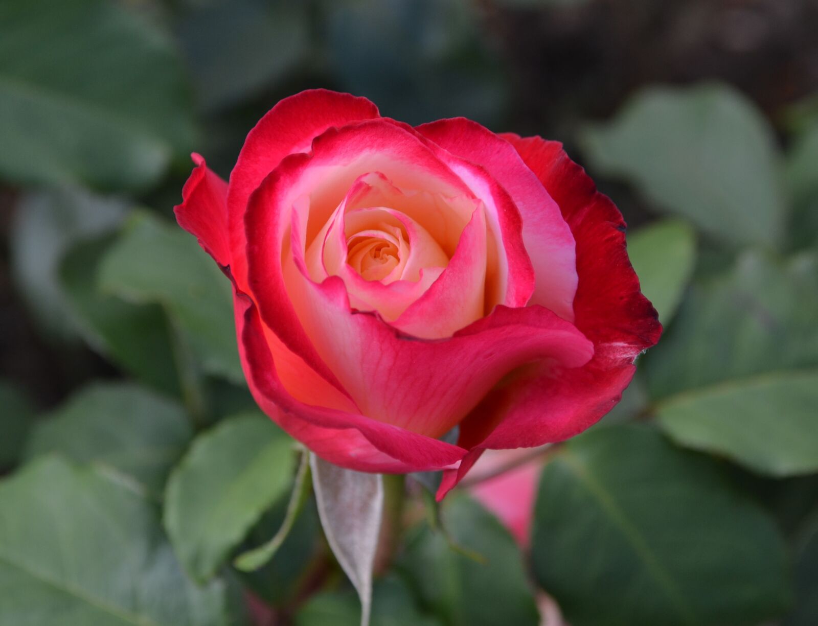 Nikon D3100 sample photo. Rose, pink, flower photography