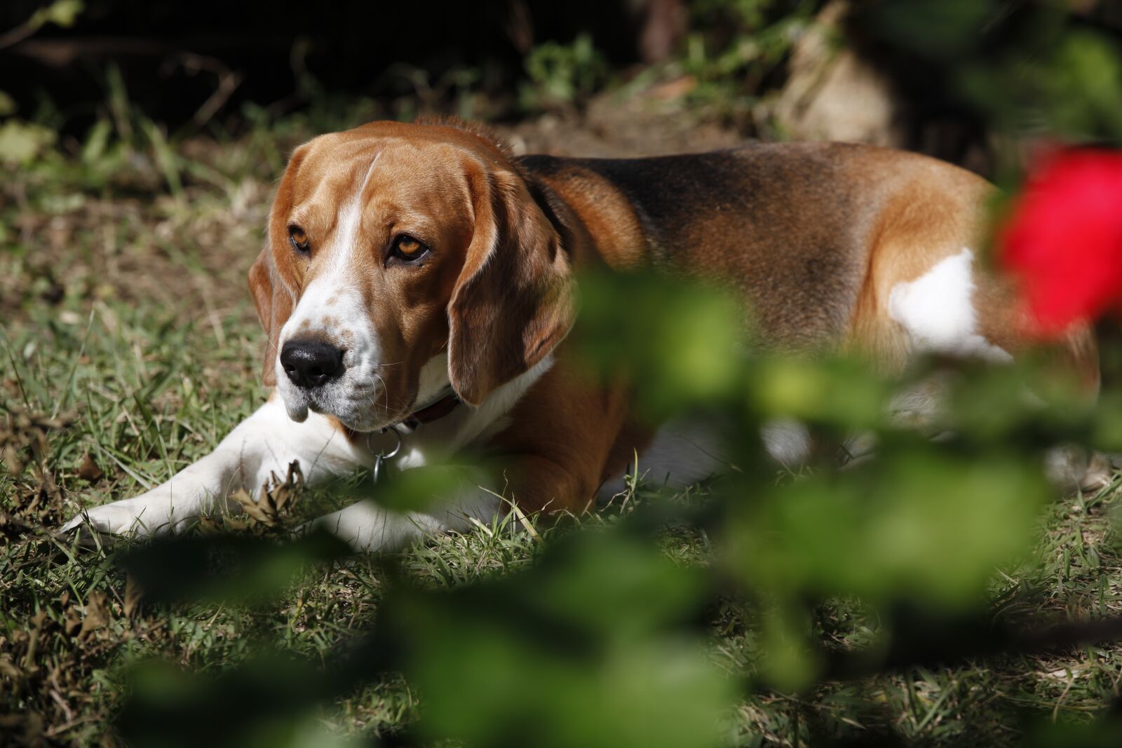 Canon EOS 5D Mark II sample photo. Dog, beagle, pet photography