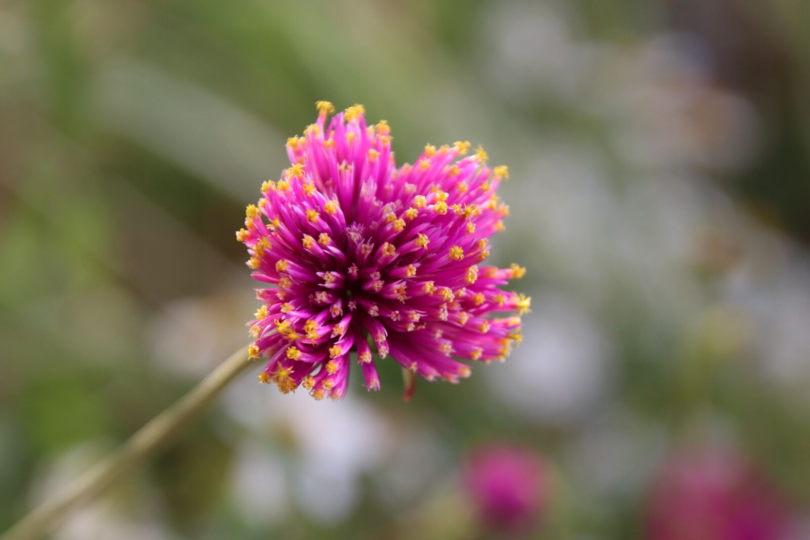 Canon EOS 800D (EOS Rebel T7i / EOS Kiss X9i) sample photo. Flowers, plants, colors magenta photography