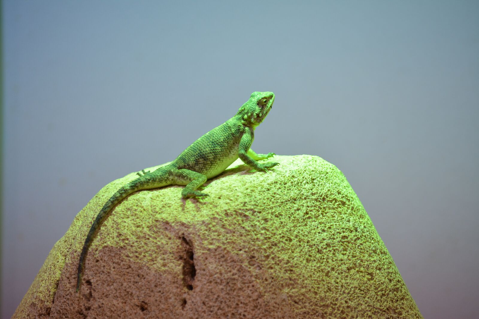 Nikon D5200 sample photo. Lizard, nature, a photography