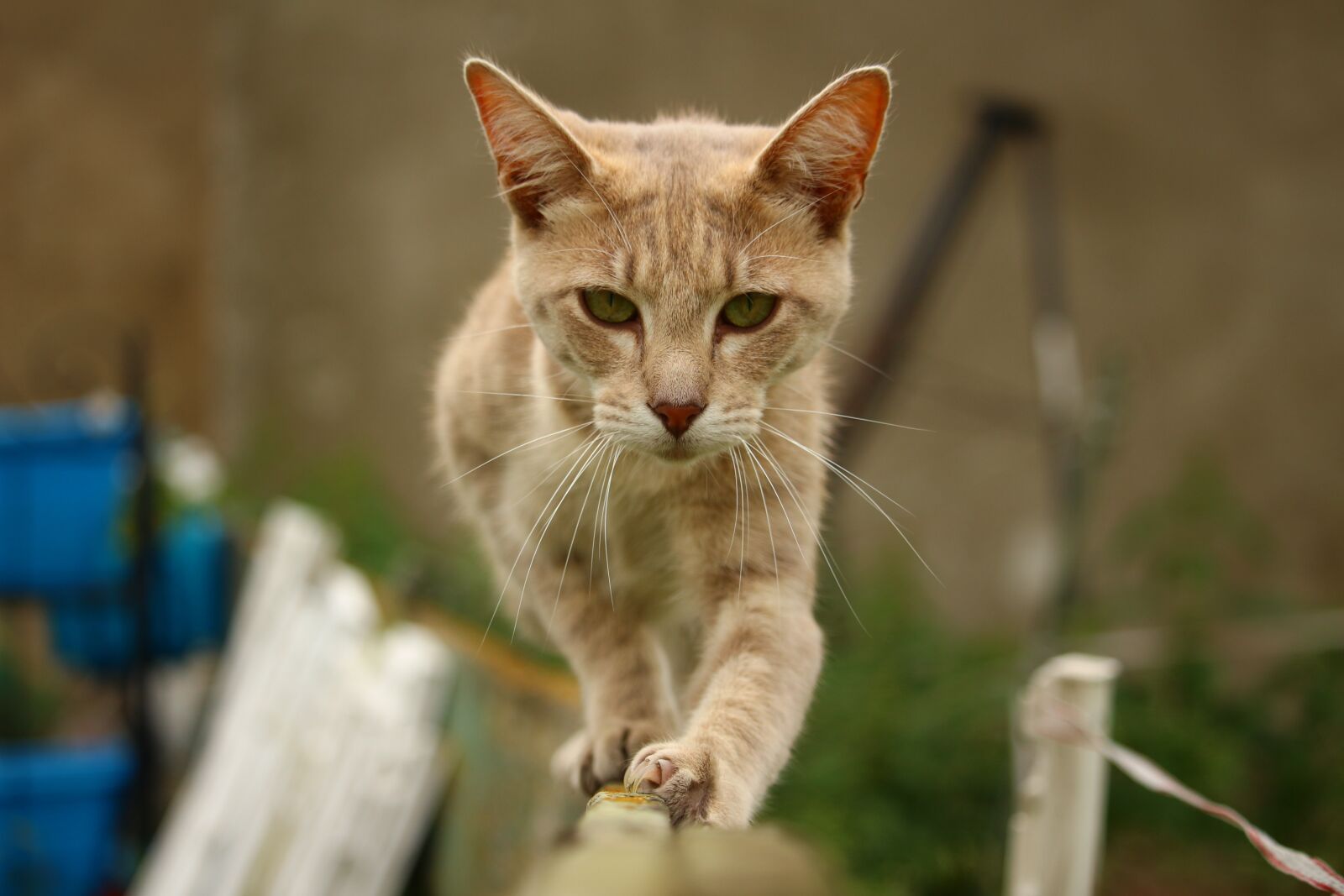 Canon EOS 100D (EOS Rebel SL1 / EOS Kiss X7) sample photo. Cat, mieze, kitten photography