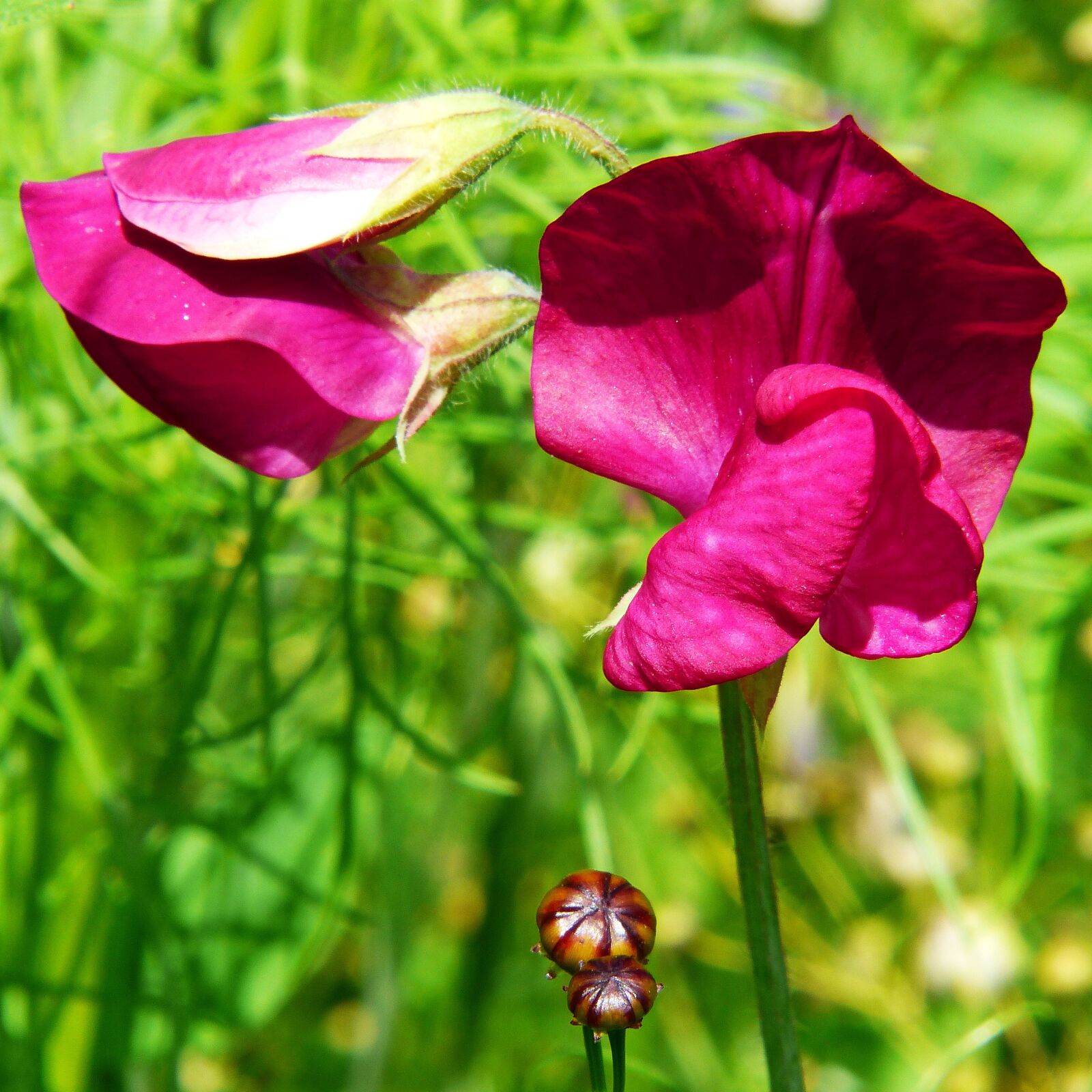 Panasonic Lumix DMC-FZ200 sample photo. Farmland vetch, vetch, flower photography