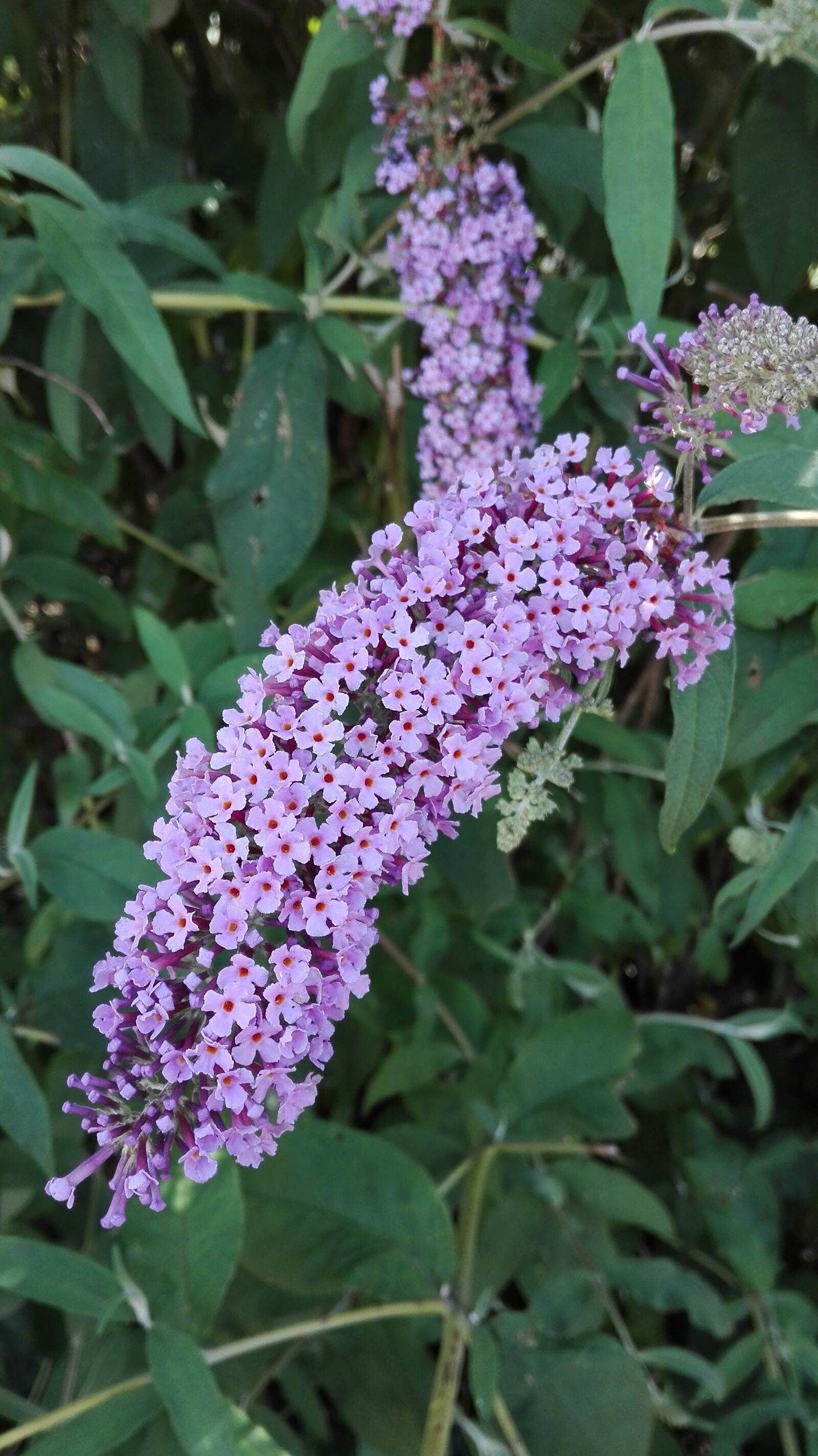HUAWEI P8 Lite sample photo. Flower, nature, wild flowers photography