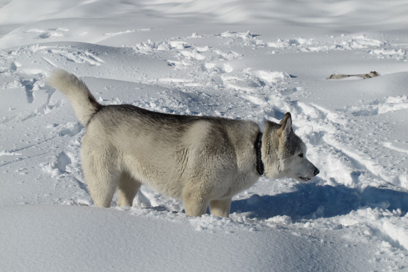 Canon PowerShot G12 sample photo. Canada, quebec, dog in photography
