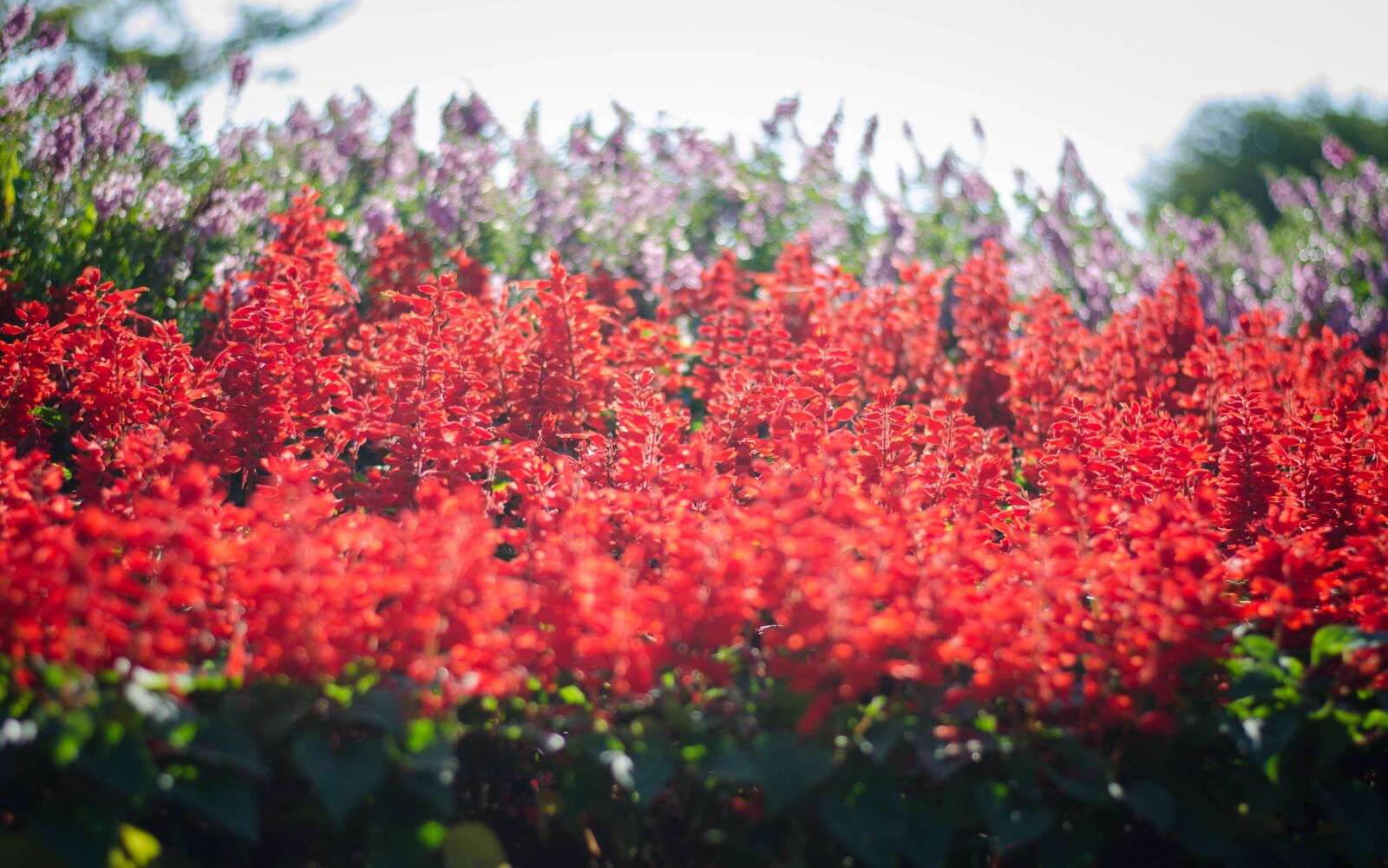 Nikon D7000 sample photo. Color, bright, nature photography