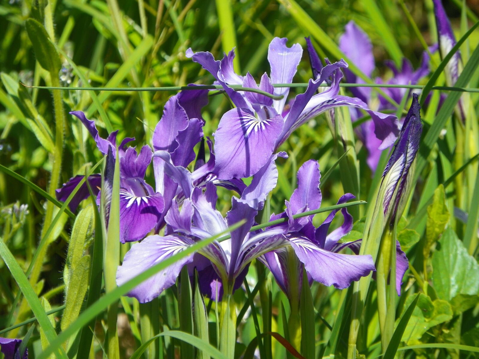 Kodak EasyShare Z981 sample photo. Camas, spring, flower photography