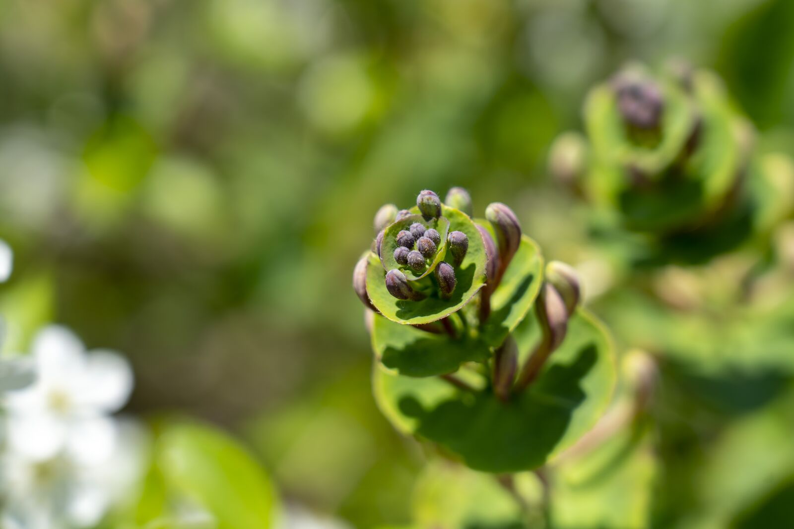 Sony FE 24-105mm F4 G OSS sample photo. Nature, flowering, flora photography