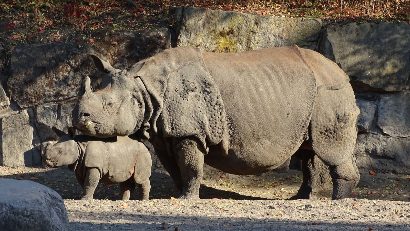 Sony Cyber-shot DSC-HX400V sample photo. Indian rhinoceros, animals, mammalia photography