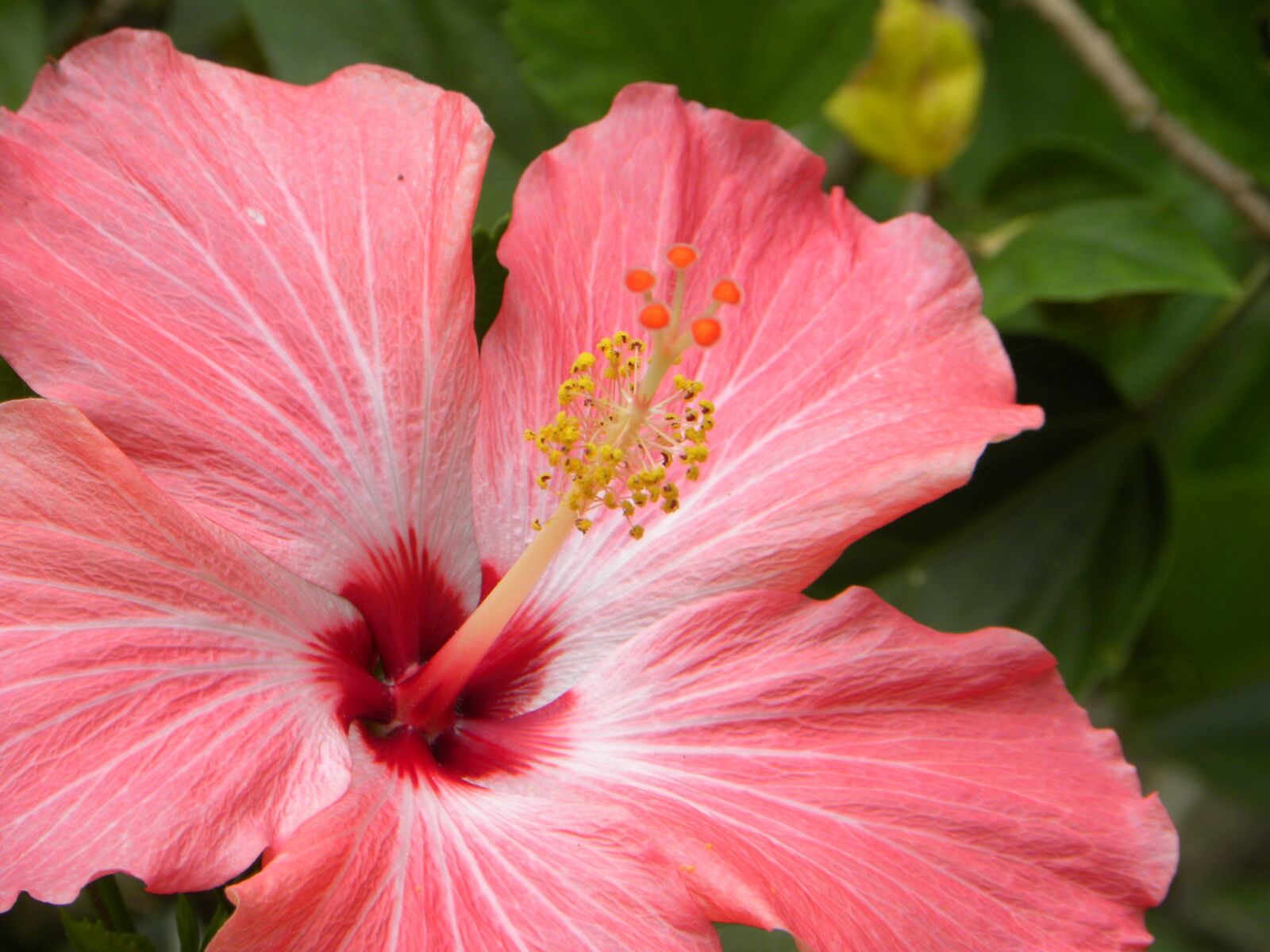 Nikon Coolpix P90 sample photo. Hibiscus, pink, nature photography