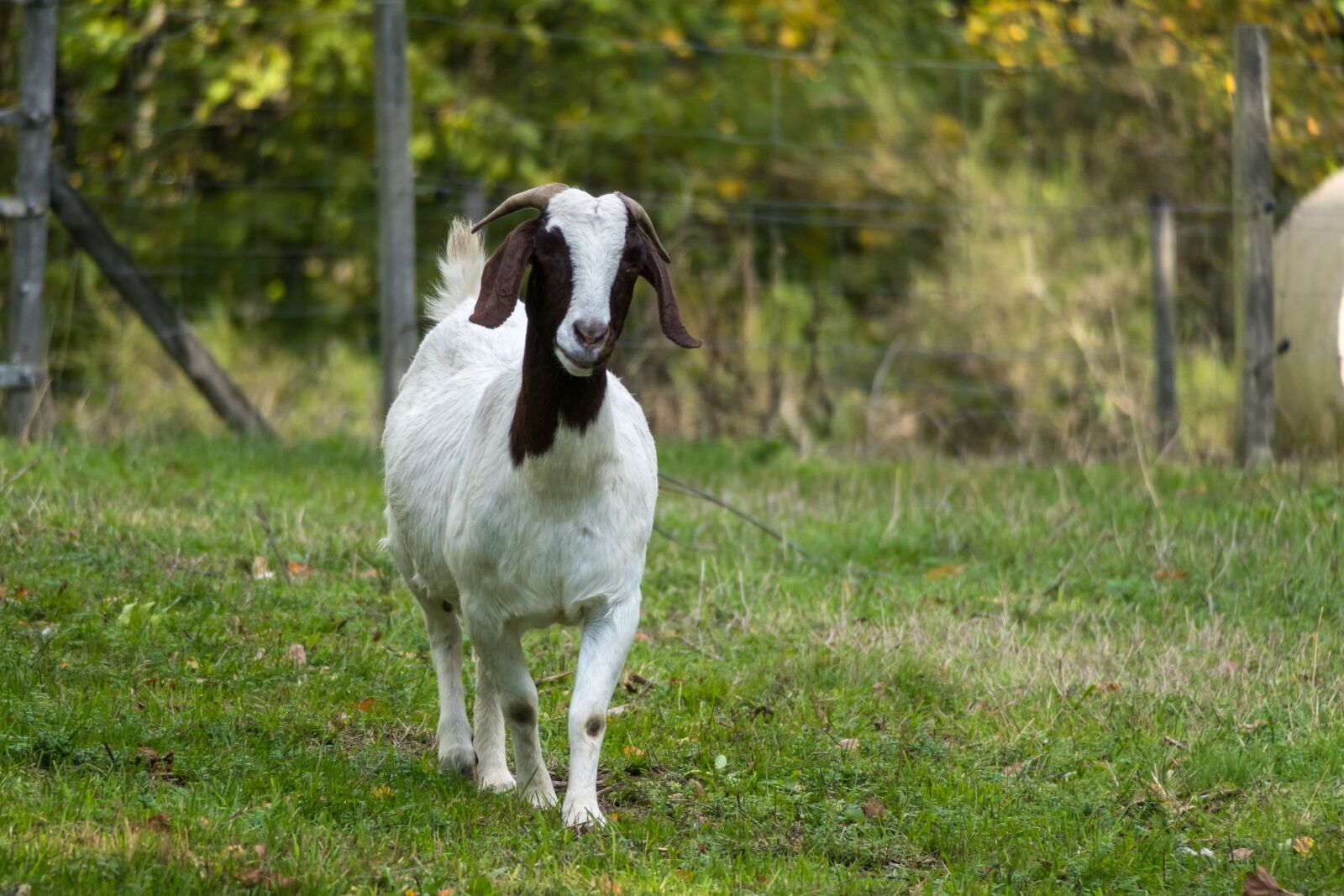 Canon PowerShot G3 X sample photo. Goat, pasture, view photography