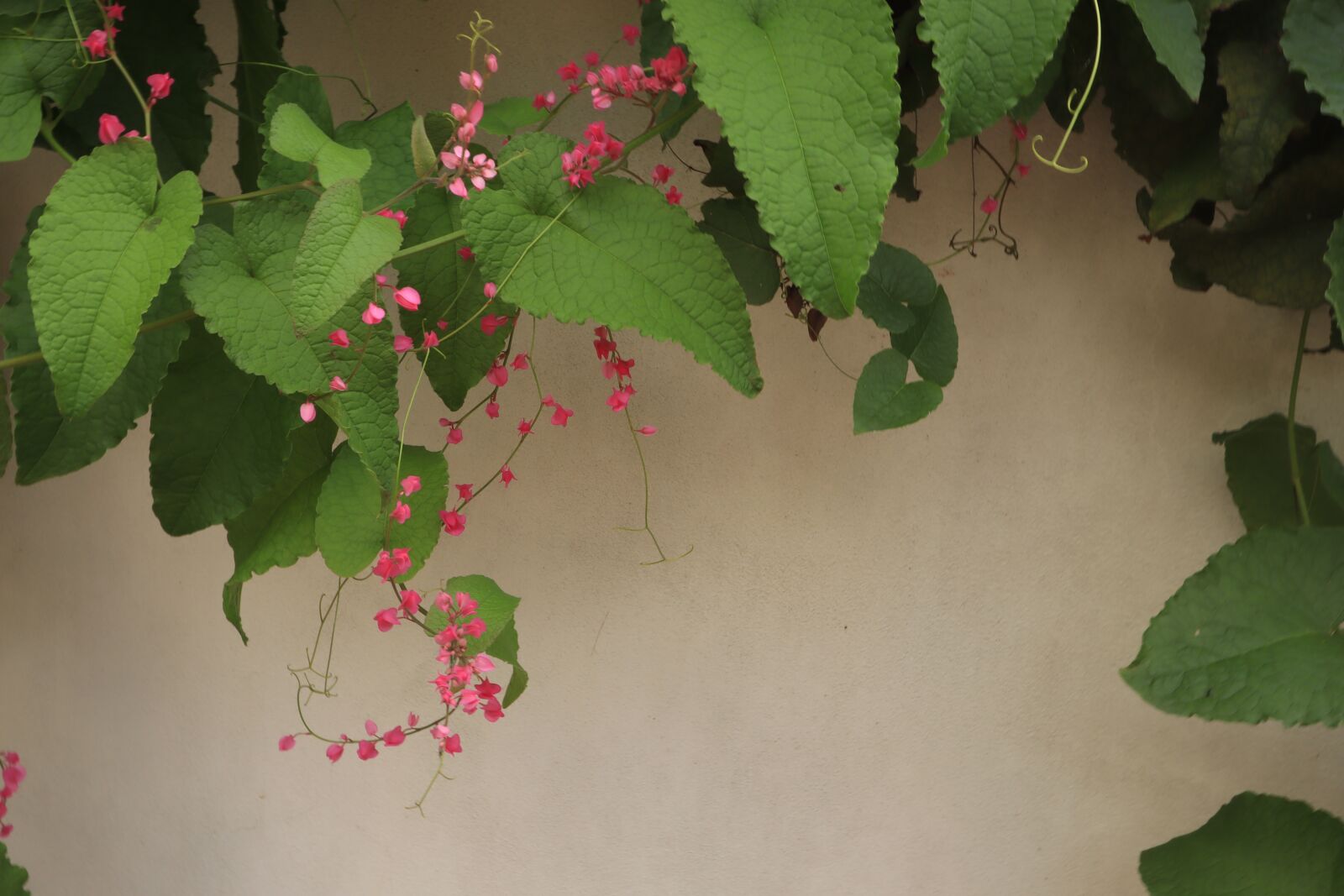 Canon EOS M50 (EOS Kiss M) sample photo. Flower, the wall, green photography