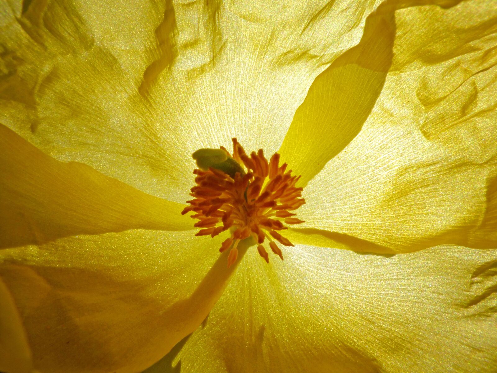 Panasonic Lumix DMC-FZ70 sample photo. Flower, petals, pistils photography