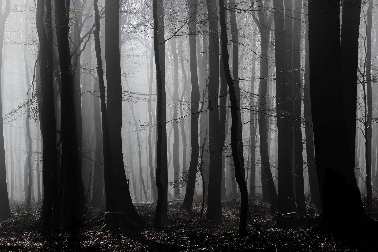 Canon EOS 600D (Rebel EOS T3i / EOS Kiss X5) sample photo. Foggy, mist, forest photography