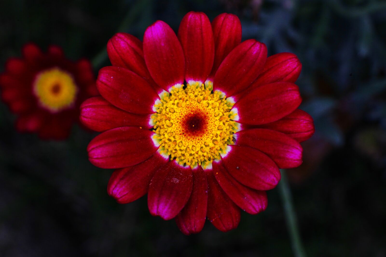 Canon EOS 5D Mark II sample photo. Flower, nature, garden photography