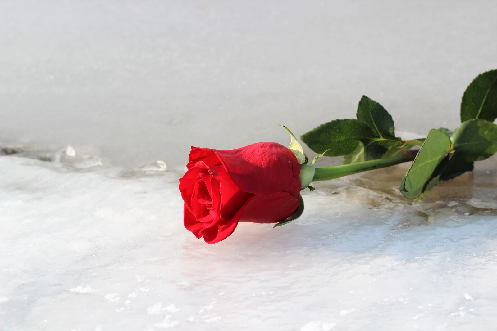 Canon EOS 600D (Rebel EOS T3i / EOS Kiss X5) + Canon EF 50mm F1.8 II sample photo. Red rose on ice photography