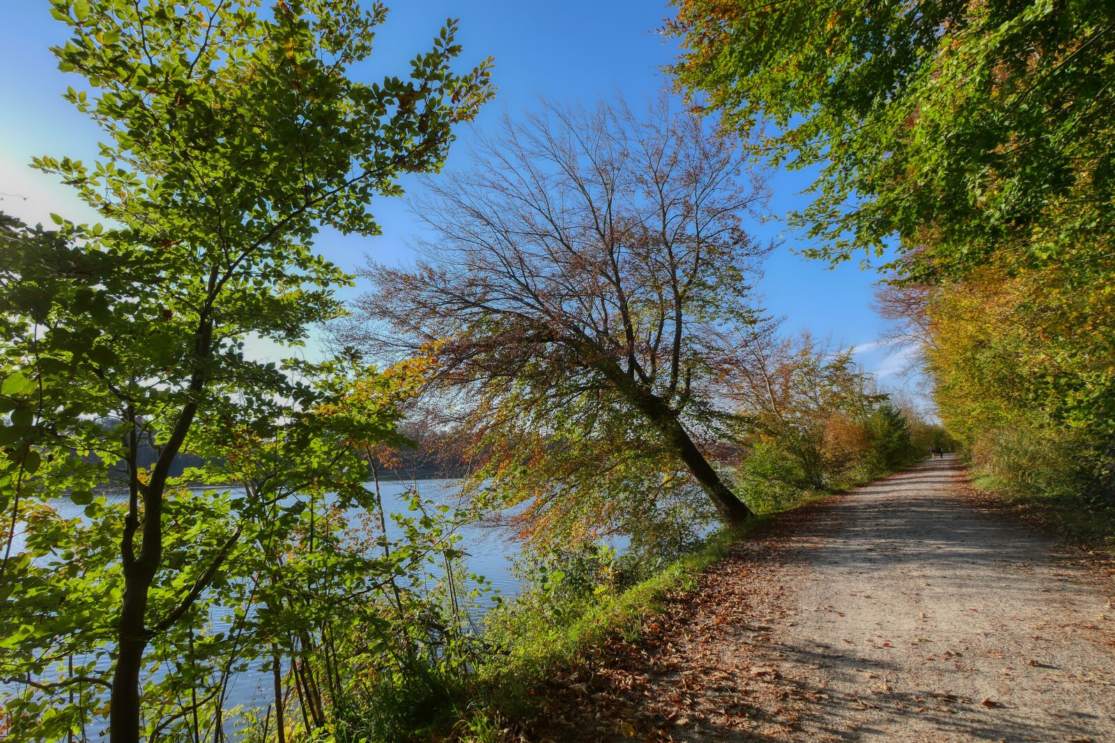 Panasonic Lumix DMC-GX8 sample photo. Trail, forest path, away photography