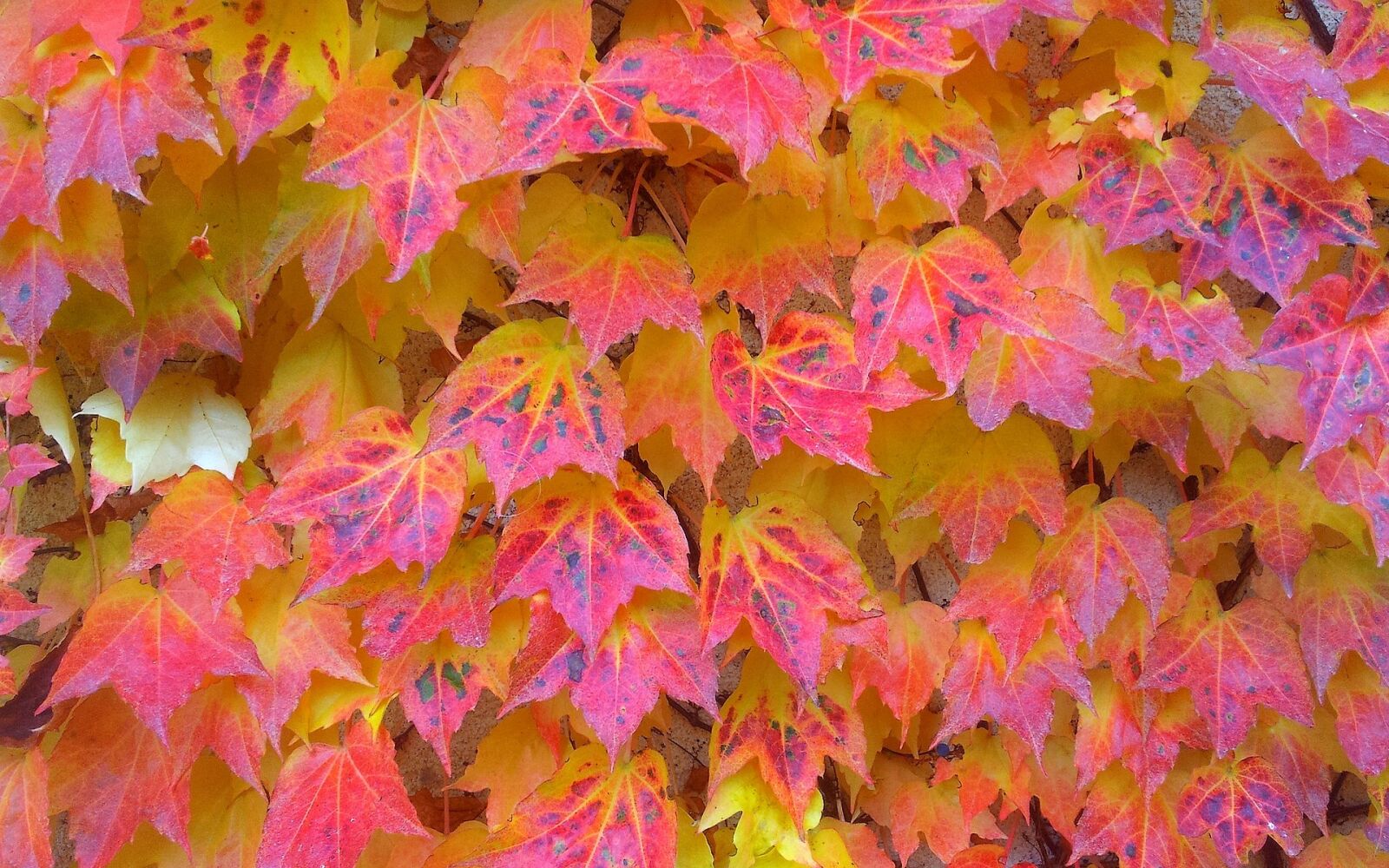 Samsung Galaxy S2 sample photo. Autumn, creeper, leaves photography