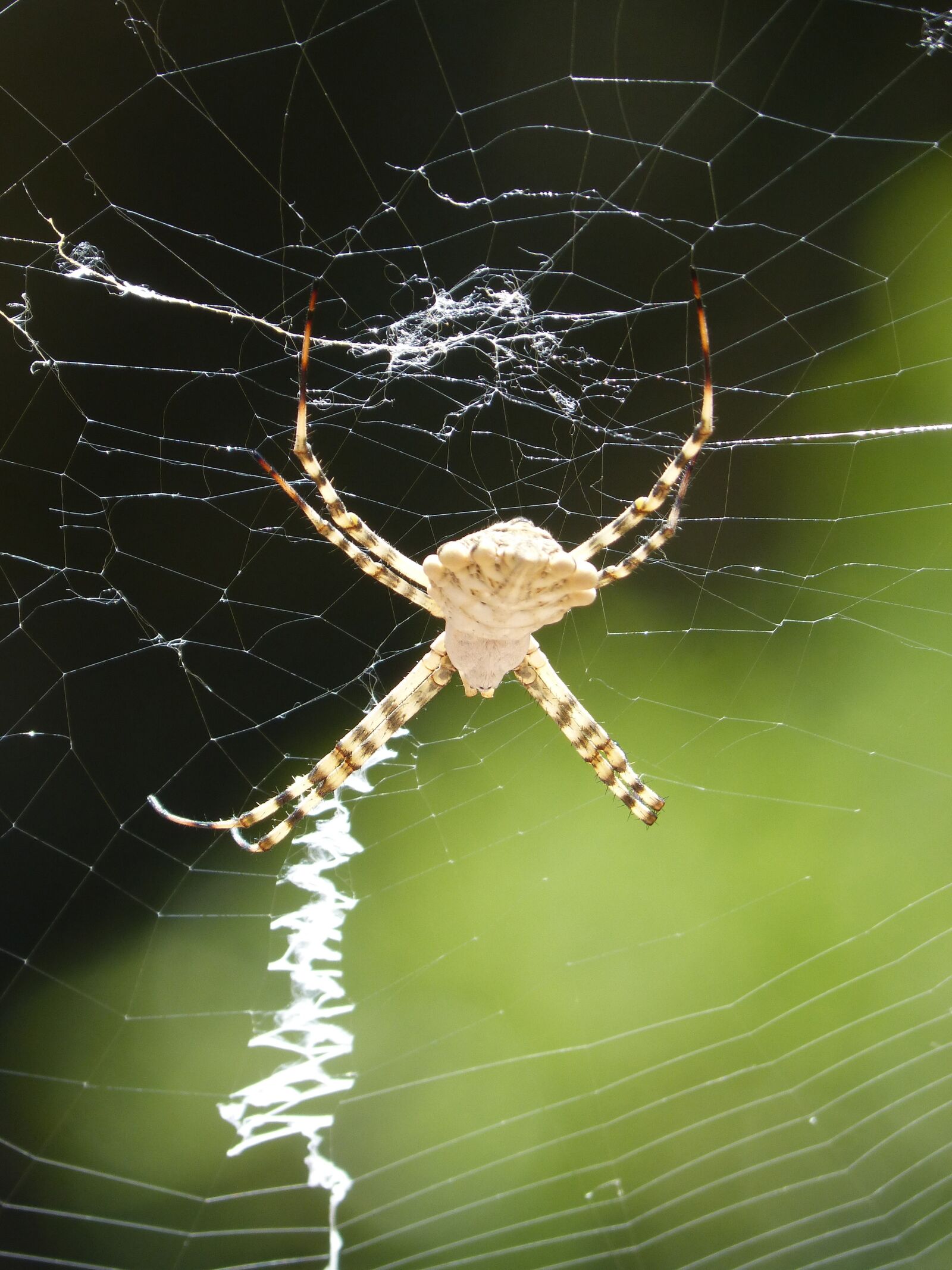 Panasonic DMC-FZ62 sample photo. Spider, arachnid, risk photography