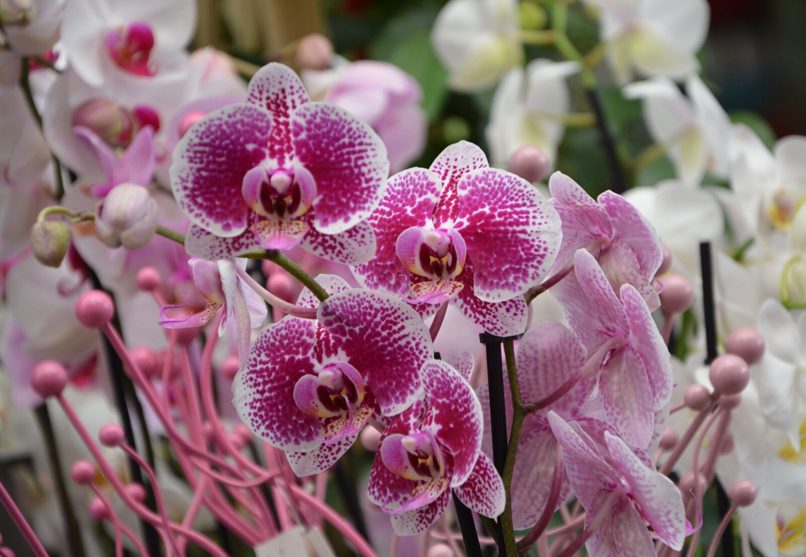 Nikon D5200 sample photo. Flowers, orchid red white photography