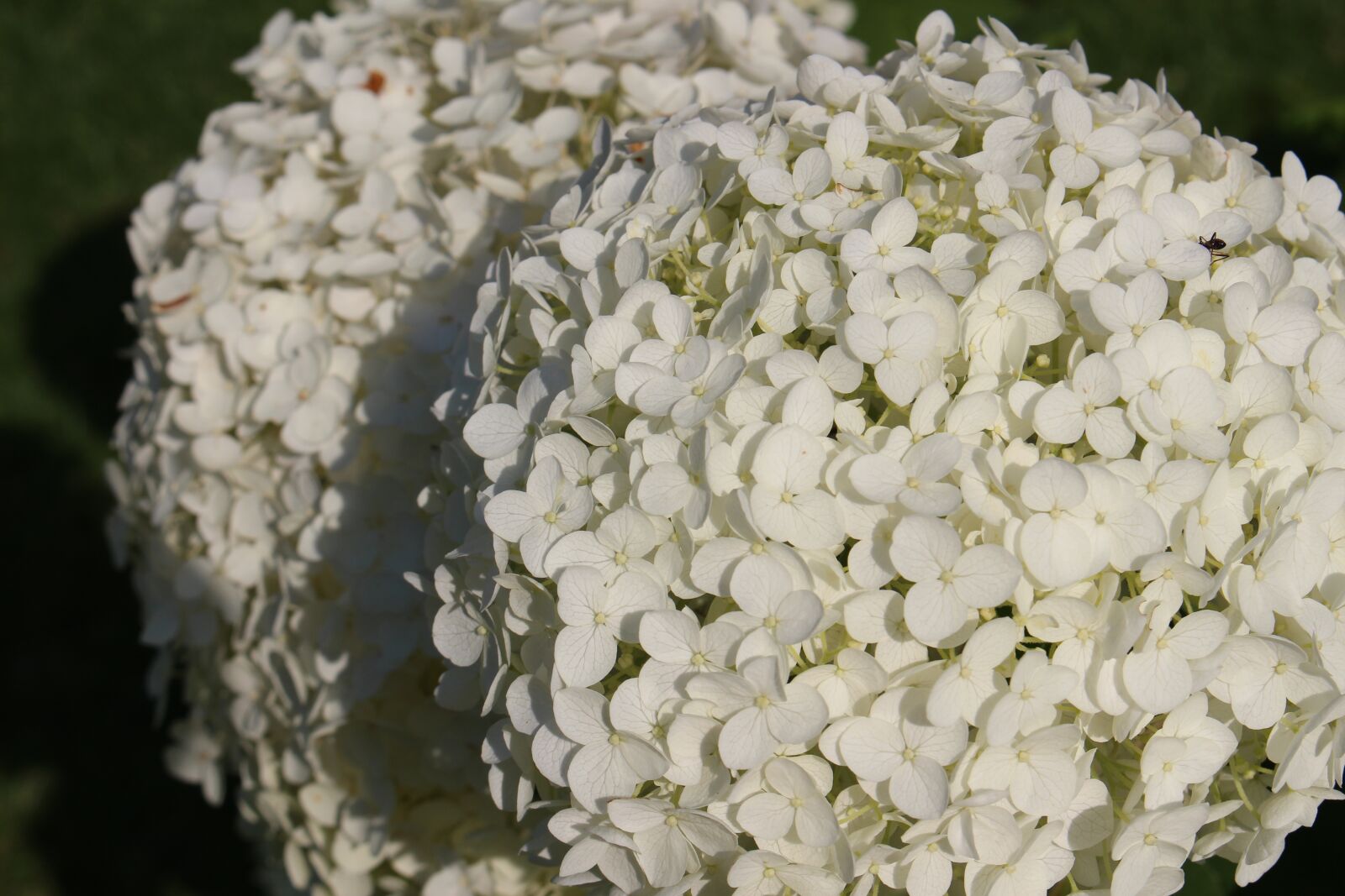 Canon EOS 100D (EOS Rebel SL1 / EOS Kiss X7) sample photo. White petals, flower, plant photography