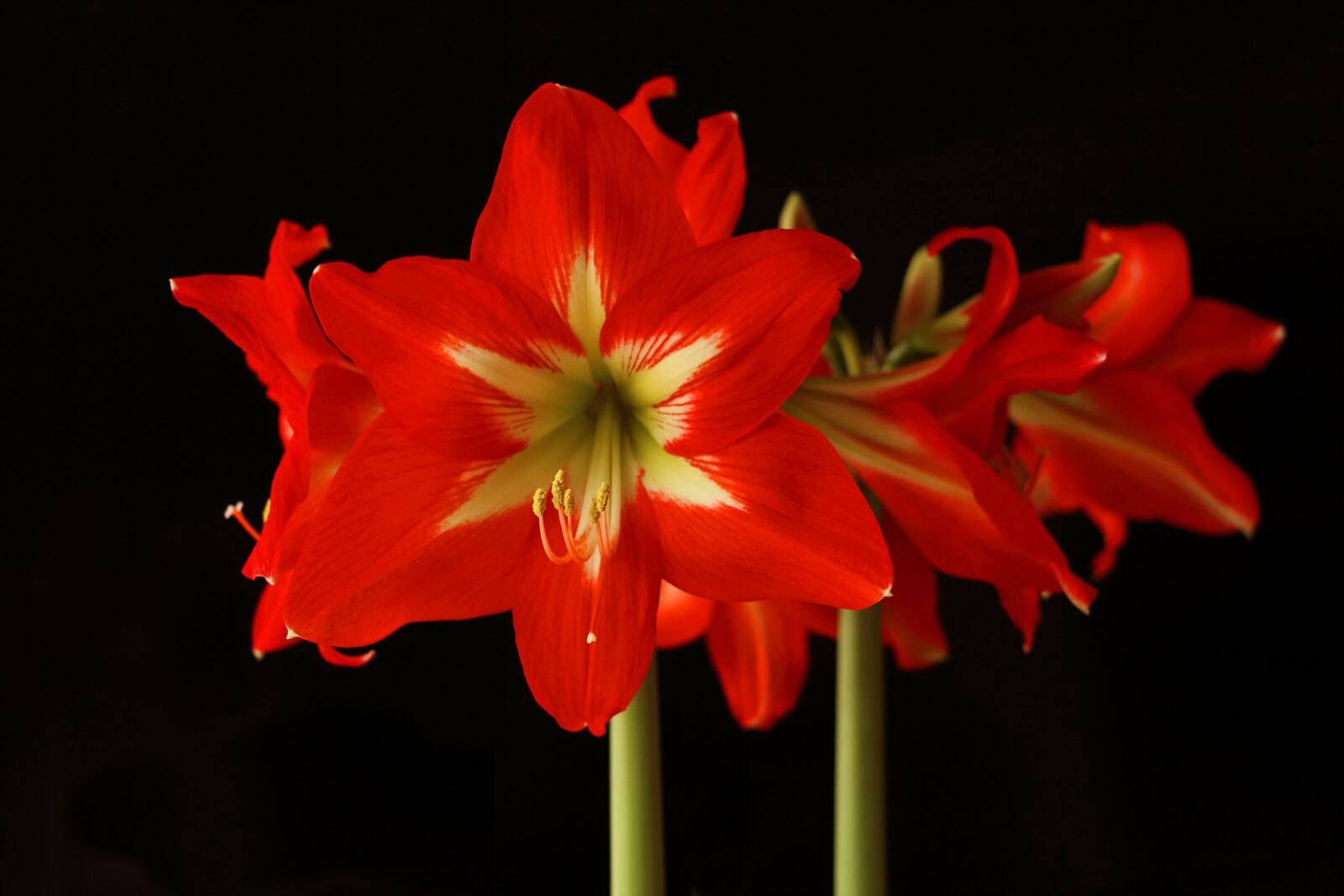 Canon EOS 700D (EOS Rebel T5i / EOS Kiss X7i) sample photo. Amaryllis, flower, blossom photography