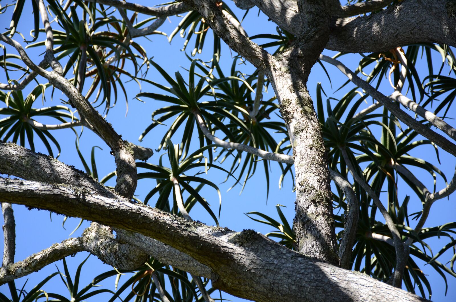 Nikon D7000 sample photo. Tree, succulent, sky photography