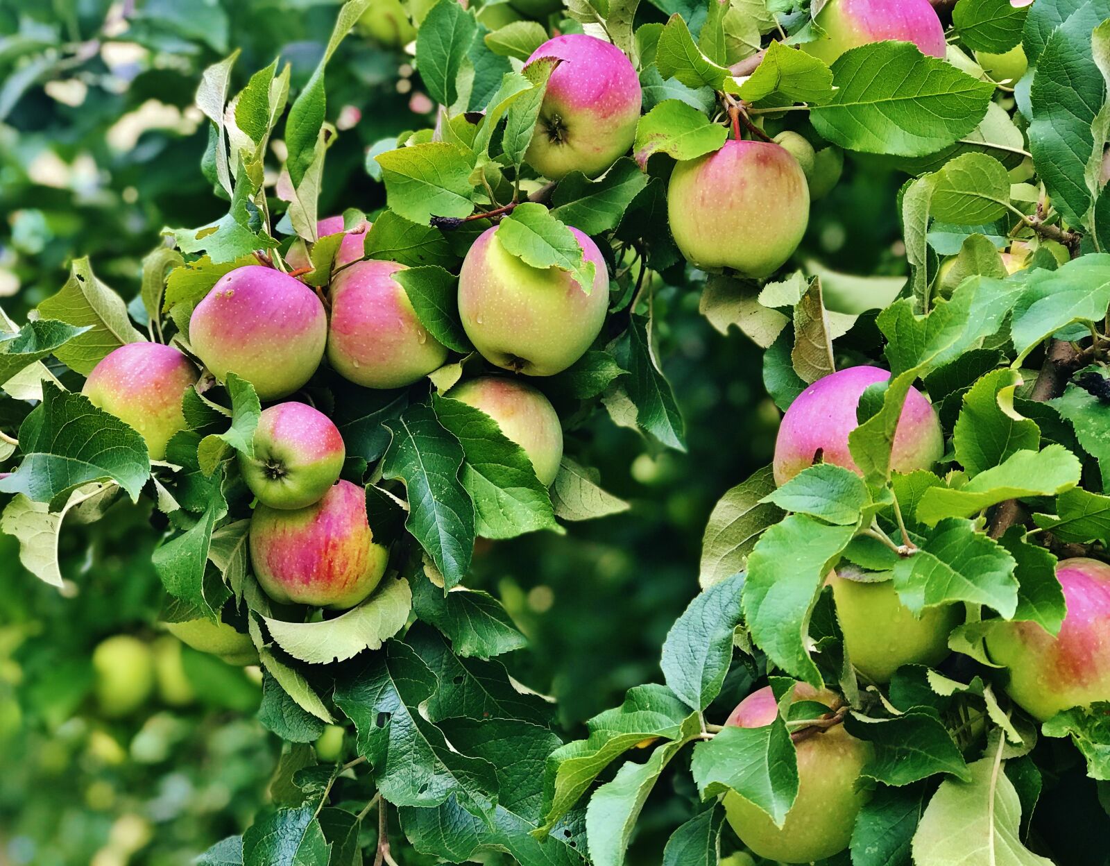 iPhone 7 Plus back dual camera 6.6mm f/2.8 sample photo. Apple, apples, tree photography