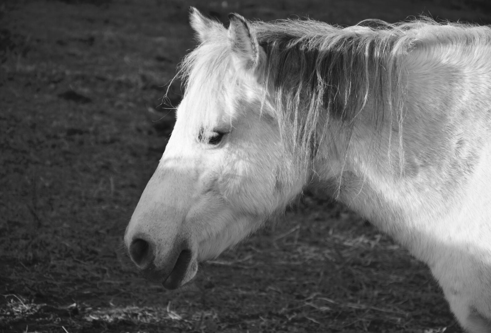Nikon D5200 sample photo. Horse, equine, photo black photography