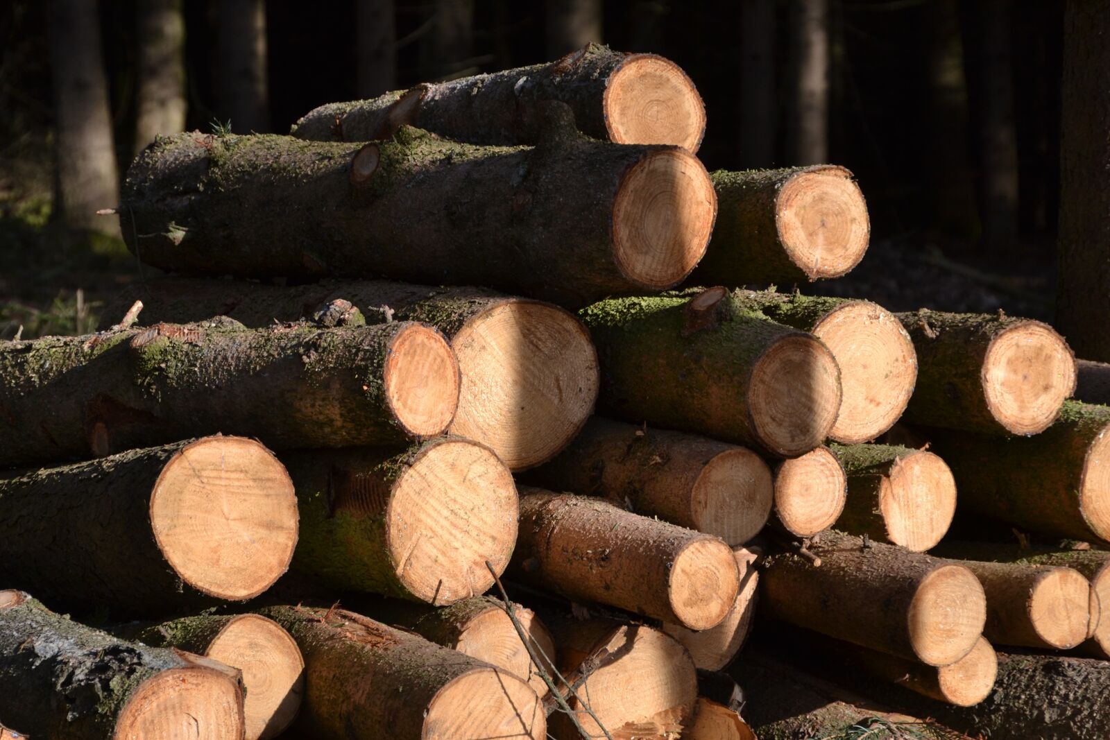 Nikon D3100 sample photo. Forest, wood, tree trunks photography
