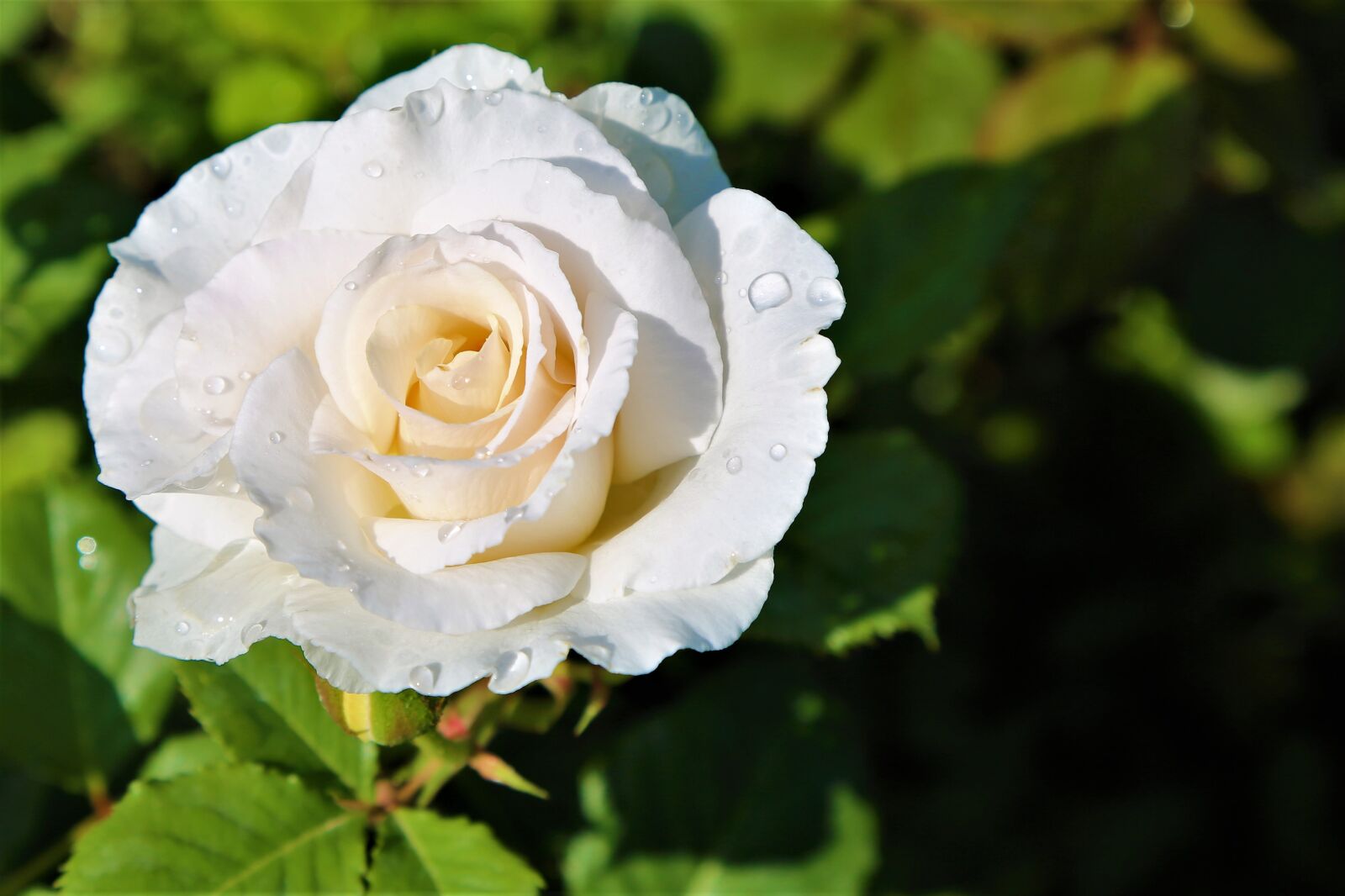 Canon EOS 5D Mark III sample photo. Rose, sky, nature photography
