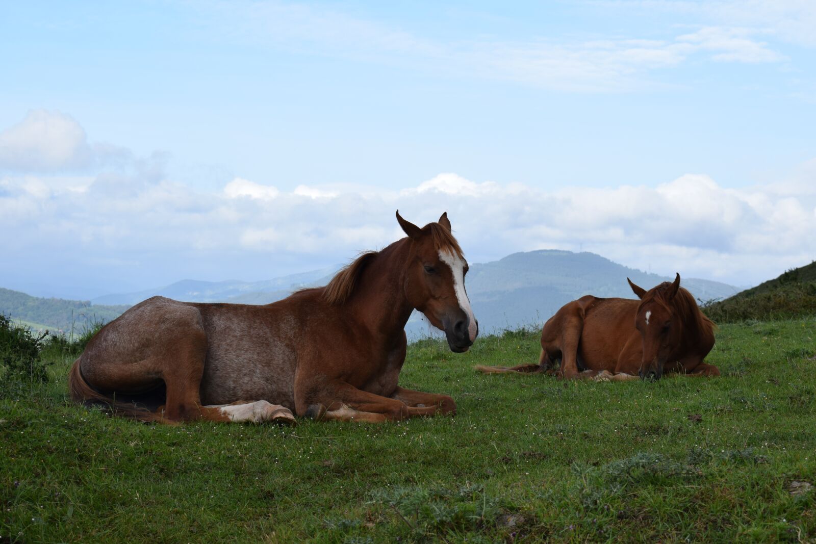 Nikon D5300 sample photo. Horses, mountain, lying down photography