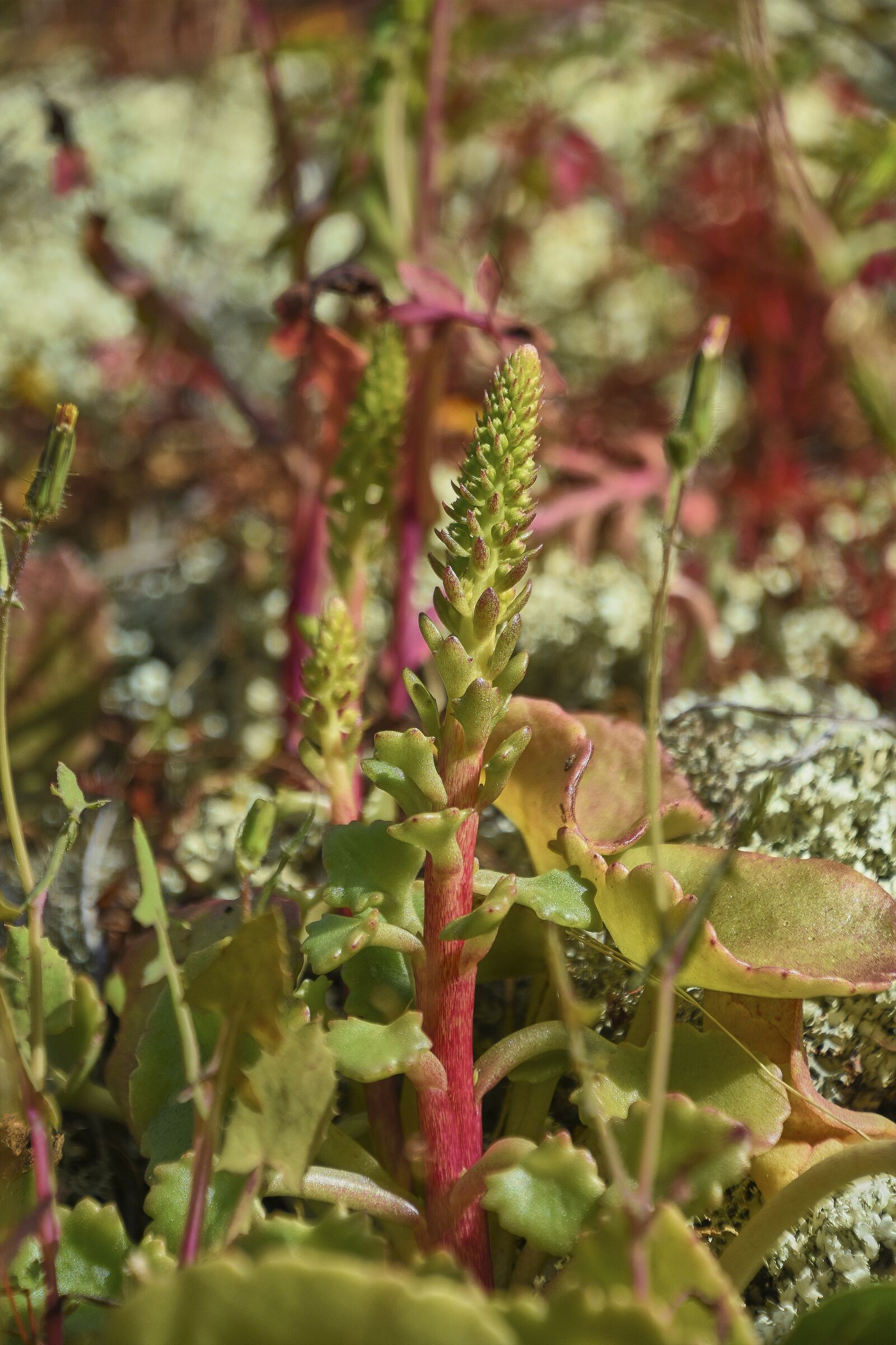Nikon D7200 sample photo. Flower, garden, wild photography