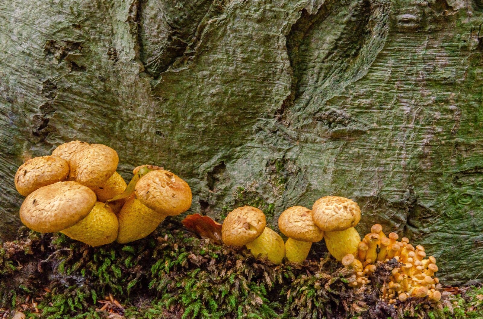 Nikon D7000 sample photo. Fungus, wood, nature photography